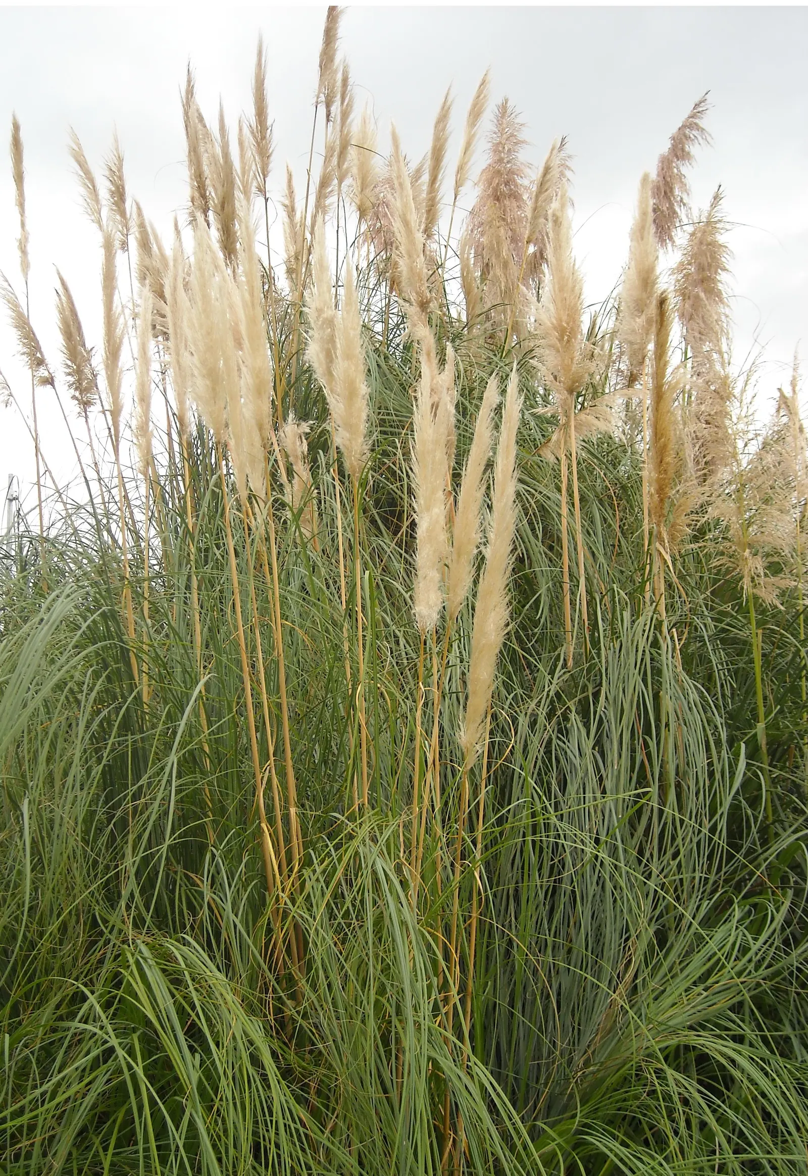 Pampas Grass (Cortaderia Selloana) — is a statement-making ornamental grass that can reach up to 10 feet in height and 6 feet in width