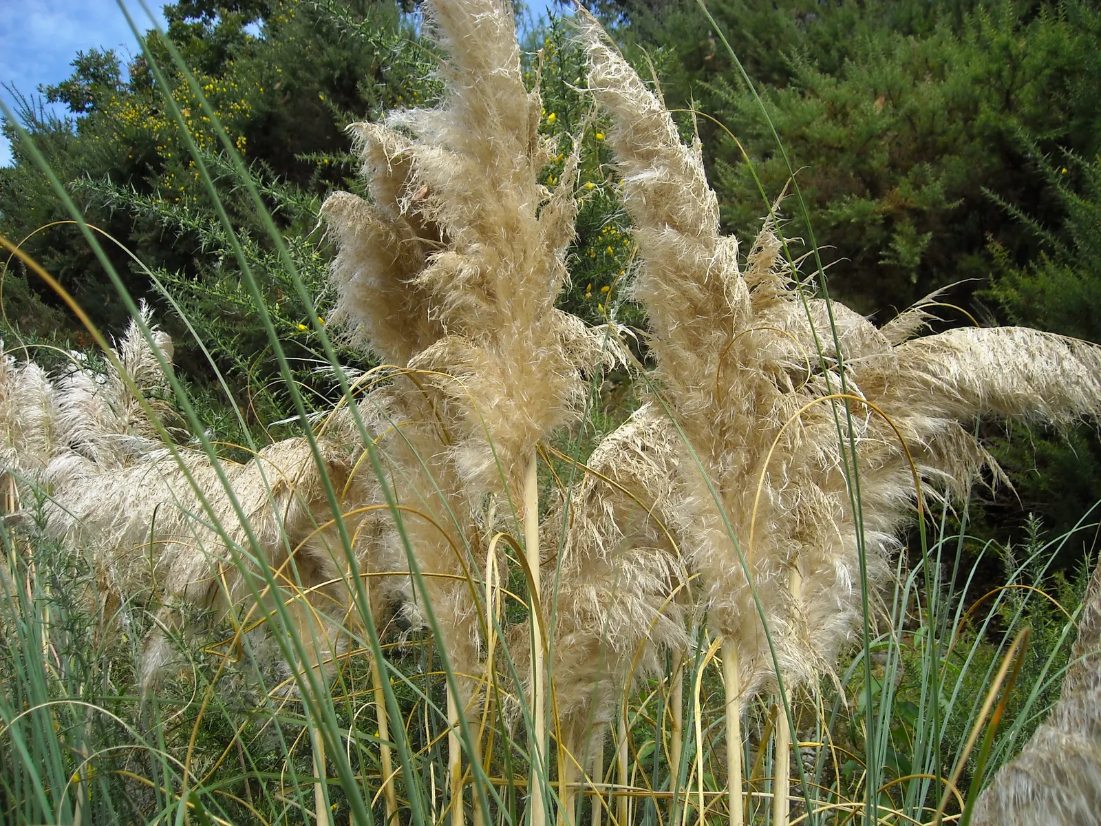 Pampas Grass (Cortaderia Selloana) — it provides a dramatic flair to landscapes; renowned for its striking