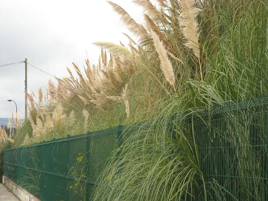 Pampas Grass (Cortaderia Selloana) — Pampas Grass (Cortaderia selloana) is an imposing; grass for full or half, image 53
