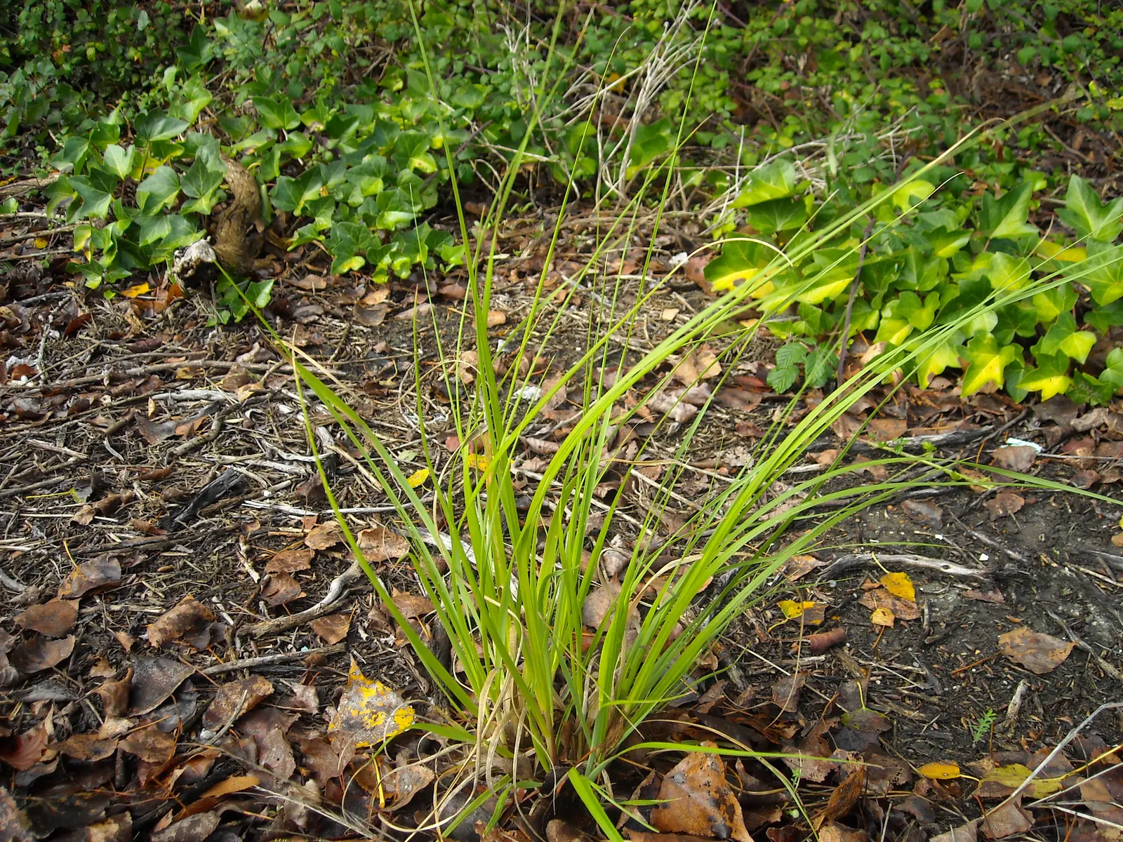 Pampas Grass (Cortaderia Selloana) — care should be taken to place it away from high-traffic areas; preferring full sun, it thrives in USDA zones 7‚Äì11