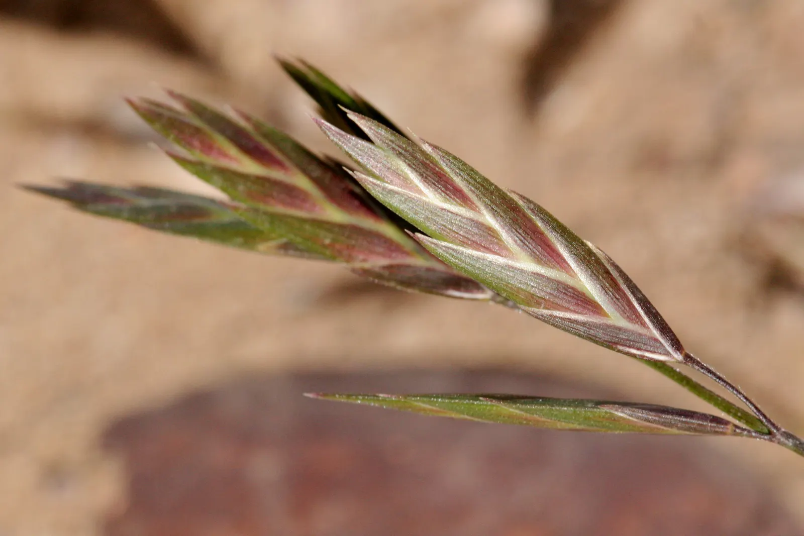 Pampas Grass (Cortaderia Selloana) — though it is important to note that it can become invasive if not managed properly.<br><br>In terms of care