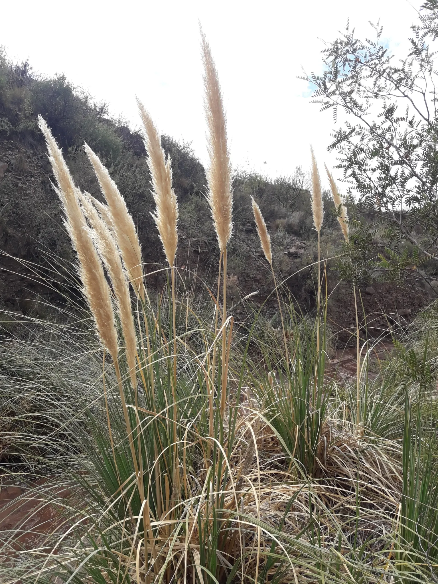 Pampas Grass (Cortaderia Selloana) — feathery plumes that emerge above its foliage; feathery plumes which appear in summer and last through winter, image 60