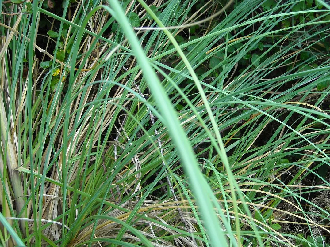 Pampas Grass (Cortaderia Selloana) — feathery plumes which appear in summer and last through winter; and can thrive on minimal care, image 49