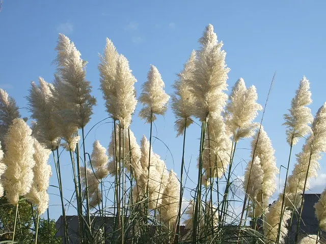 Pampas Grass (Cortaderia Selloana) — Preferring full sun, it thrives in USDA zones 7‚Äì11