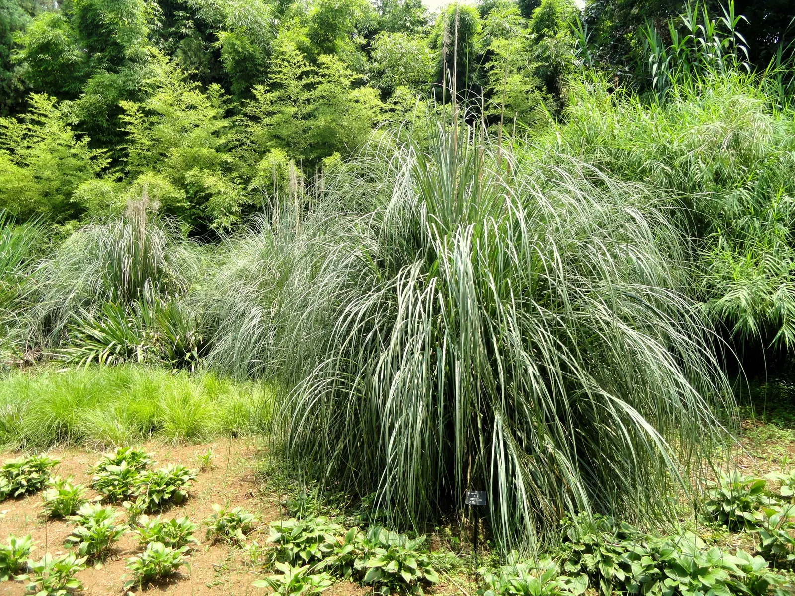 Pampas Grass (Cortaderia Selloana) — and can thrive on minimal care; tall perennial that can serve as a stunning focal point or a natural privacy, image 87