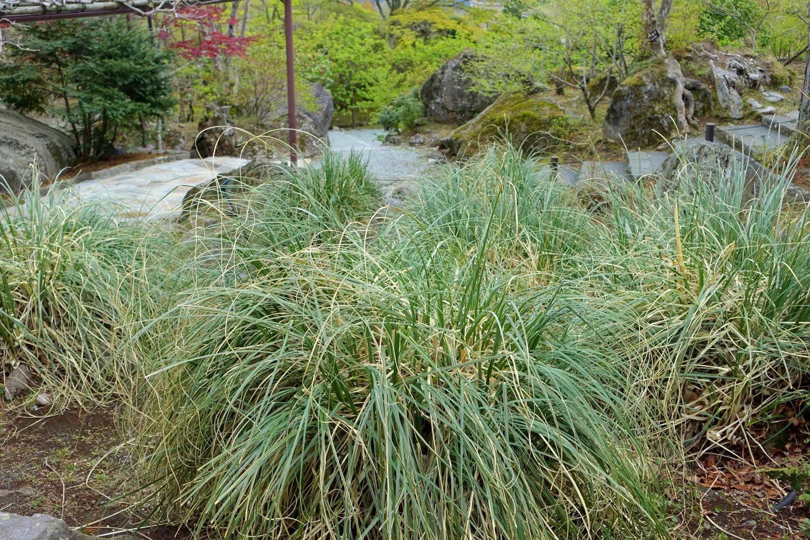 Pampas Grass (Cortaderia Selloana) — Originating from South America, it flourishes in USDA zones 7-11 and prefers full sun exposure; feathery plumes that