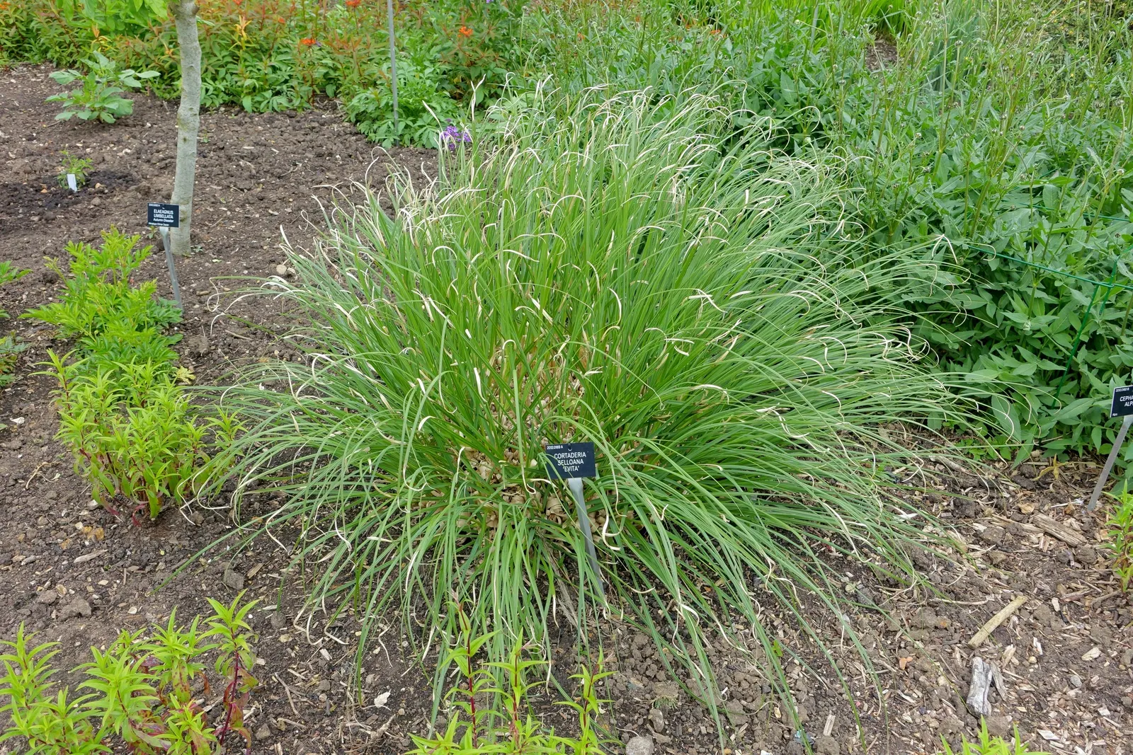 Pampas Grass (Cortaderia Selloana) — though it is important to note that it can become invasive if not managed properly.<br><br>In terms of care; pampas Grass