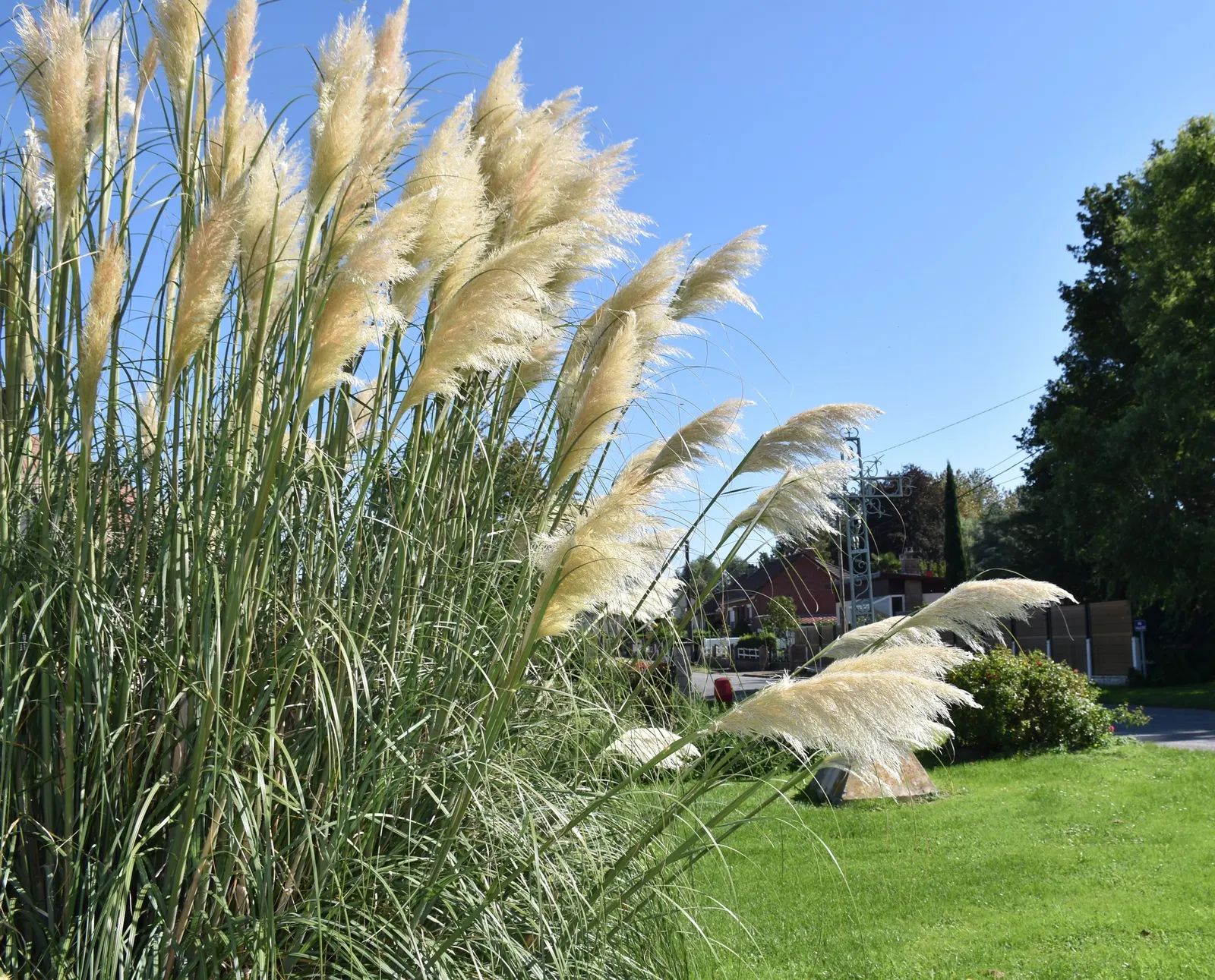 Pampas Grass (Cortaderia Selloana) — feathery plumes which appear in summer and last through winter; and can thrive on minimal care, image 72