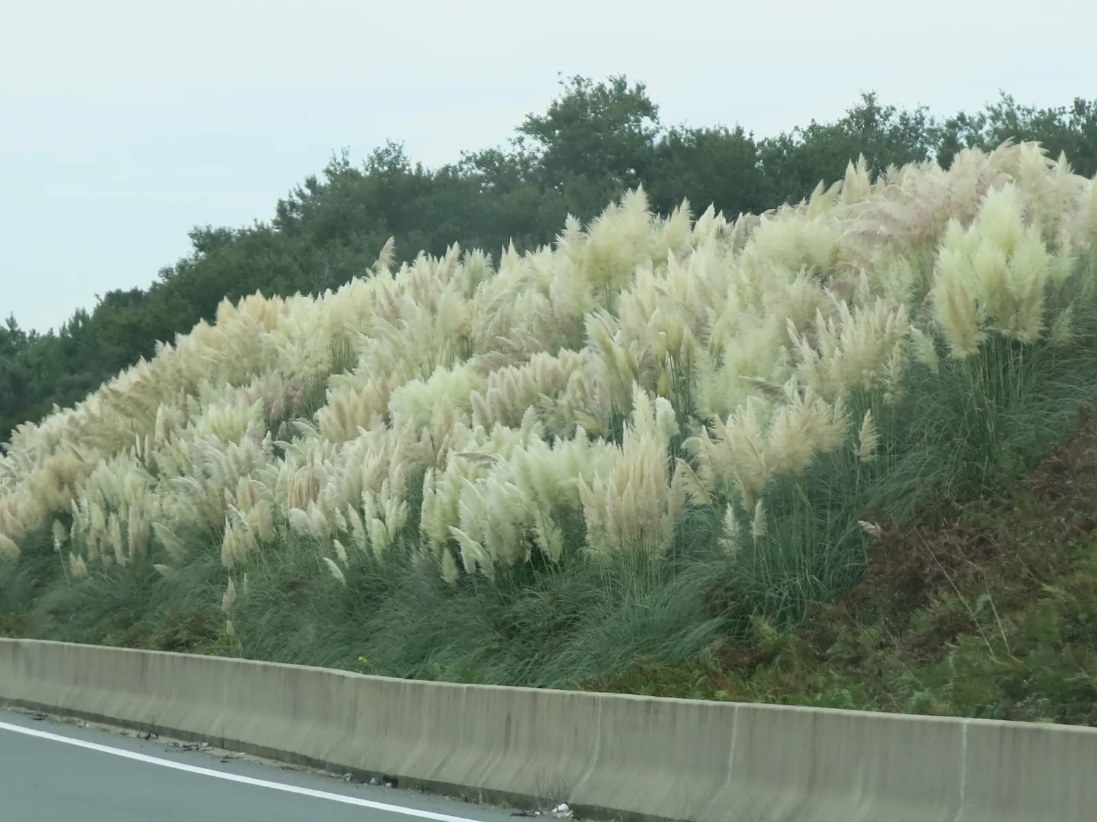 Pampas Grass (Cortaderia Selloana) — tall perennial that can serve as a stunning focal point or a natural privacy barrier in a garden; pampas Grass, image 54