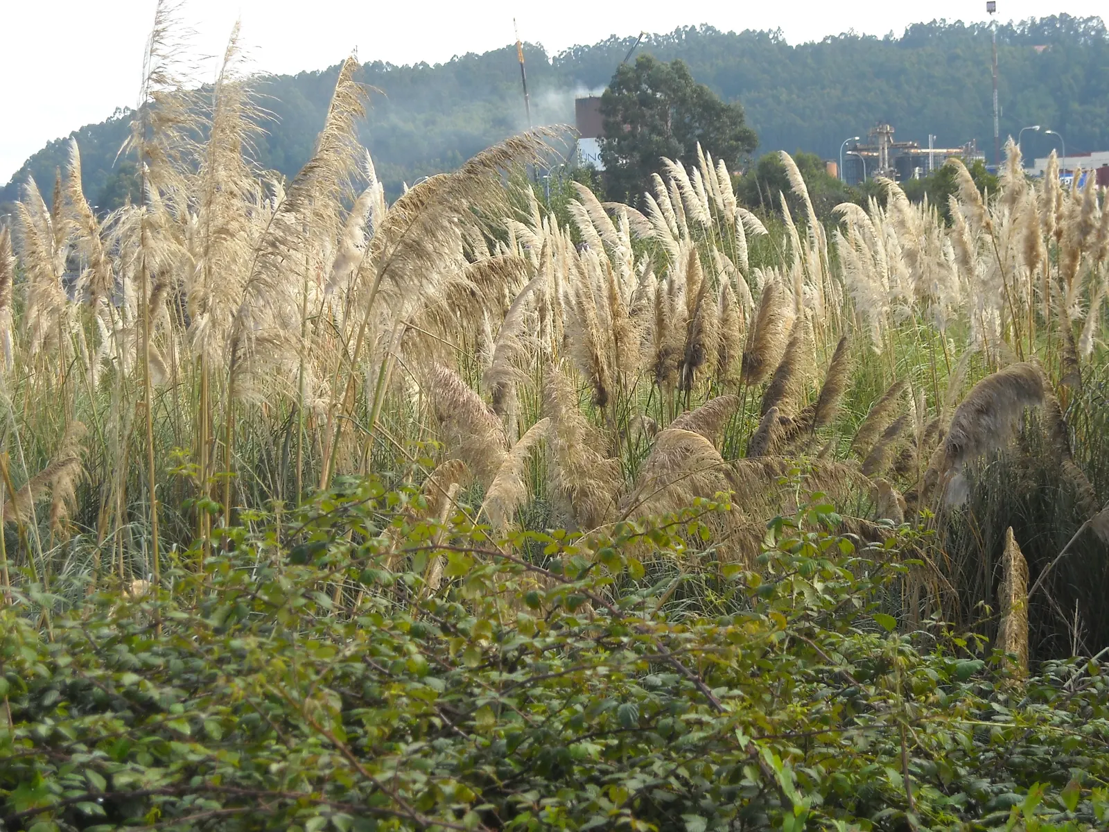 Pampas Grass (Cortaderia Selloana) — Originating from South America, it flourishes in USDA zones 7-11 and prefers full sun exposure