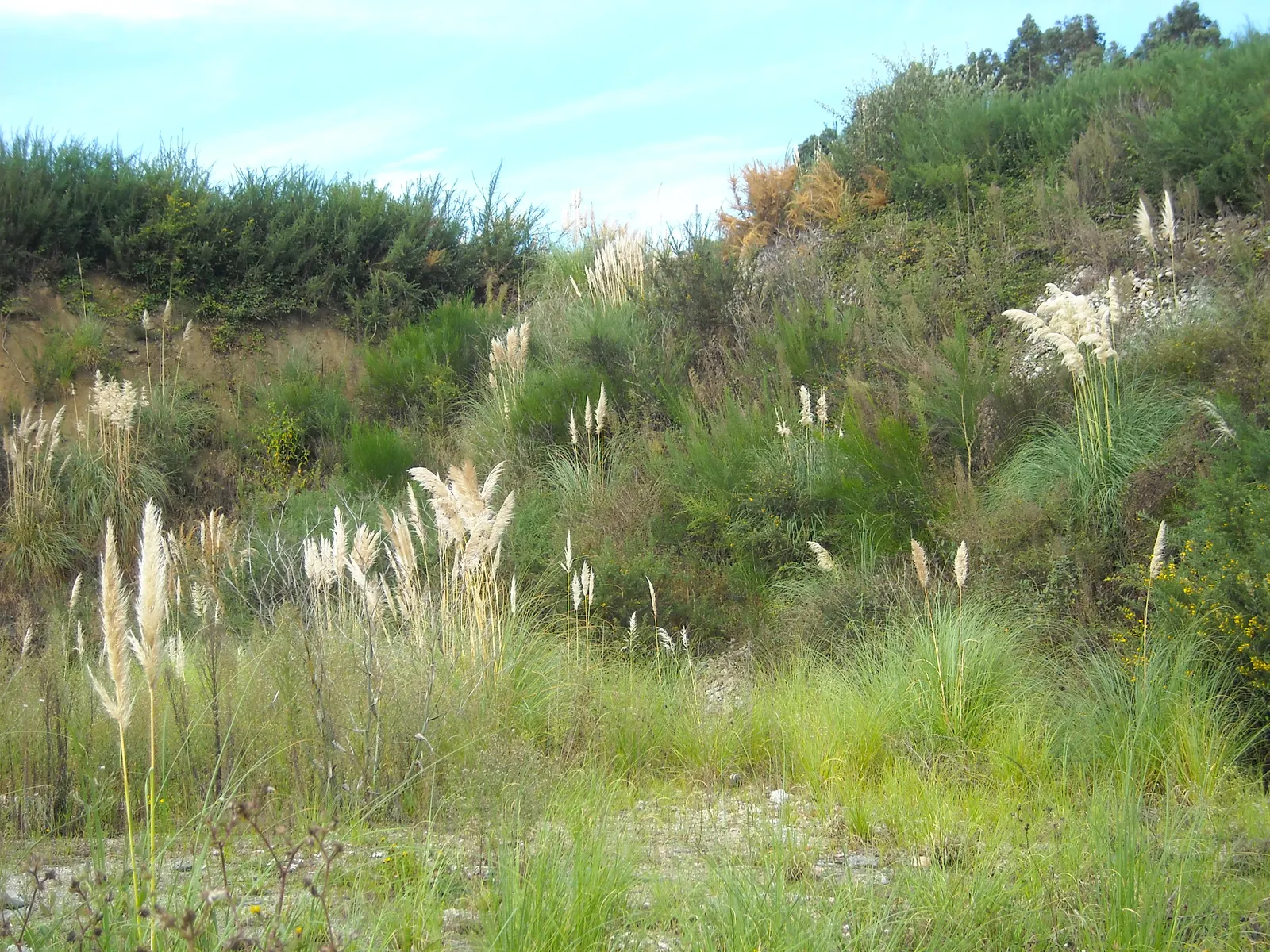 Pampas Grass (Cortaderia Selloana) — and can thrive on minimal care