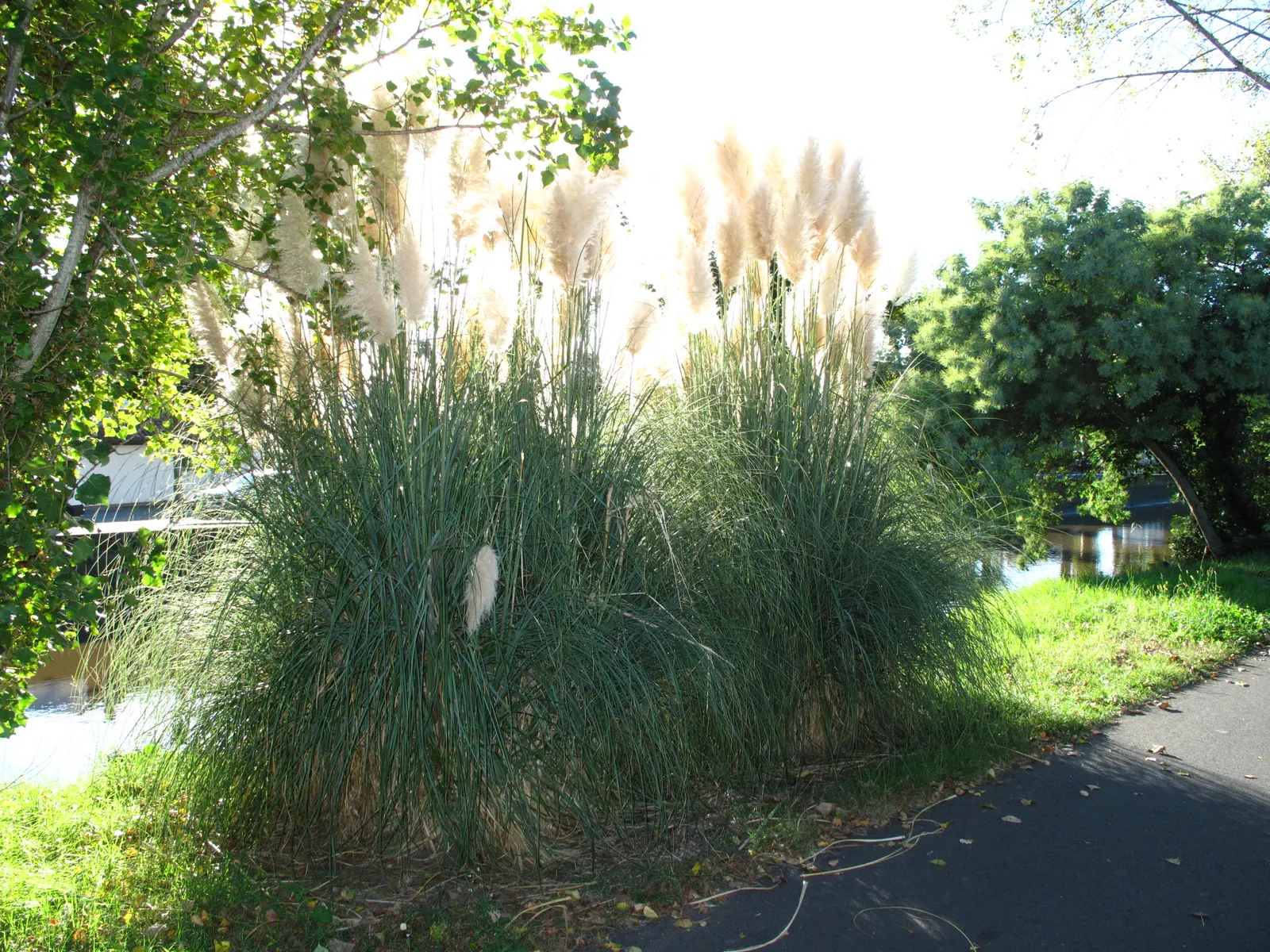 Pampas Grass (Cortaderia Selloana) — it is relatively low-maintenance; is a statement-making ornamental grass that can reach up to 10 feet in height and 6 feet