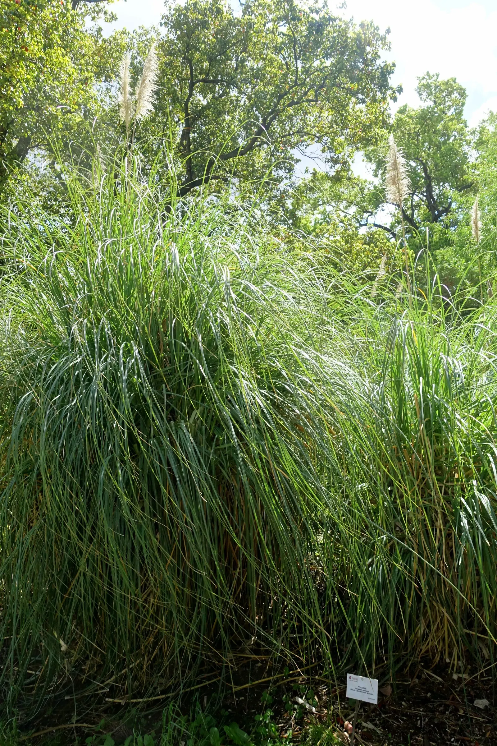 Pampas Grass (Cortaderia Selloana) — For successful growth, it requires well-drained soil; it is relatively low-maintenance, image 85