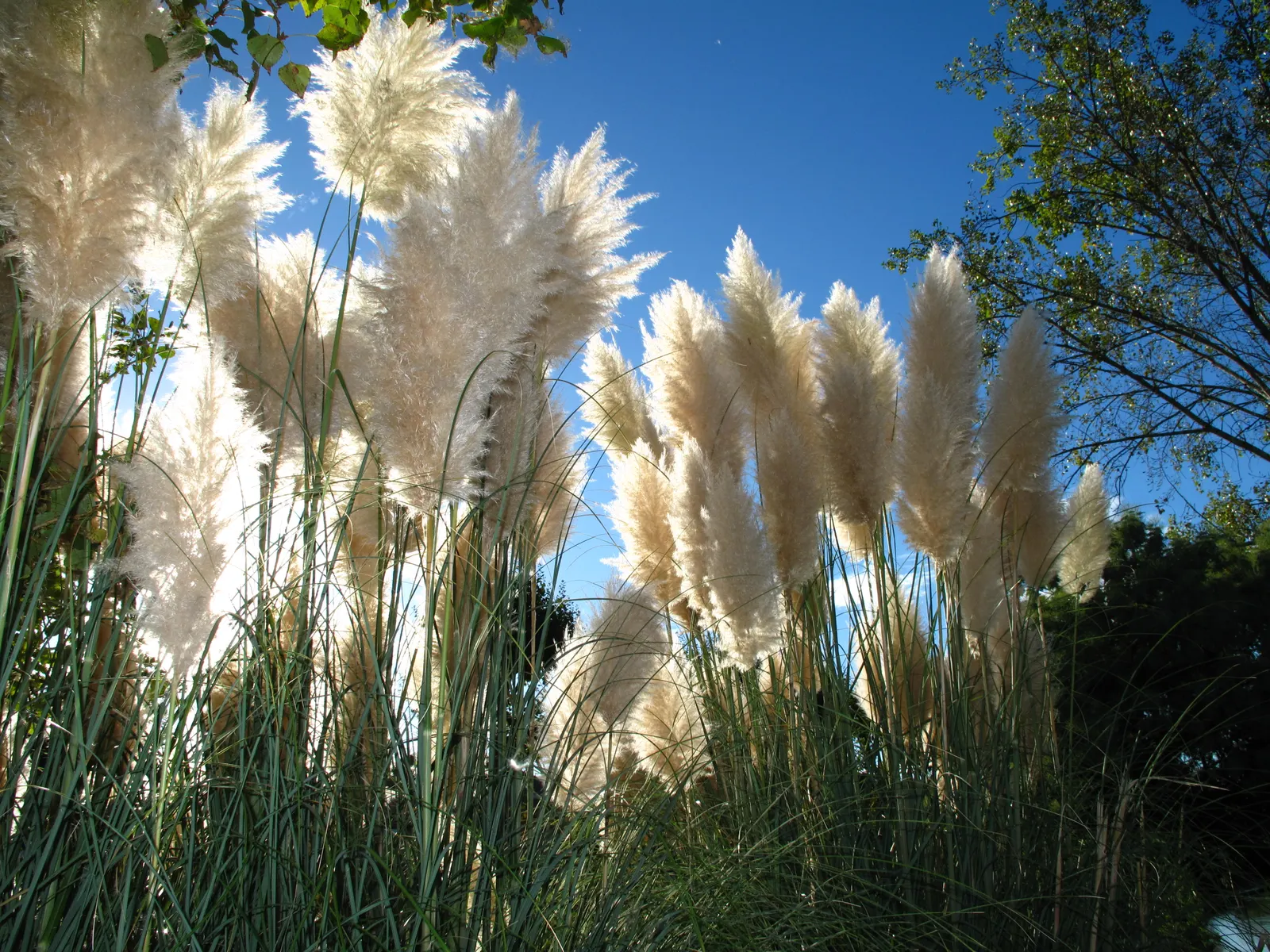 Pampas Grass (Cortaderia Selloana) — it provides a dramatic flair to landscapes; renowned for its striking, image 50