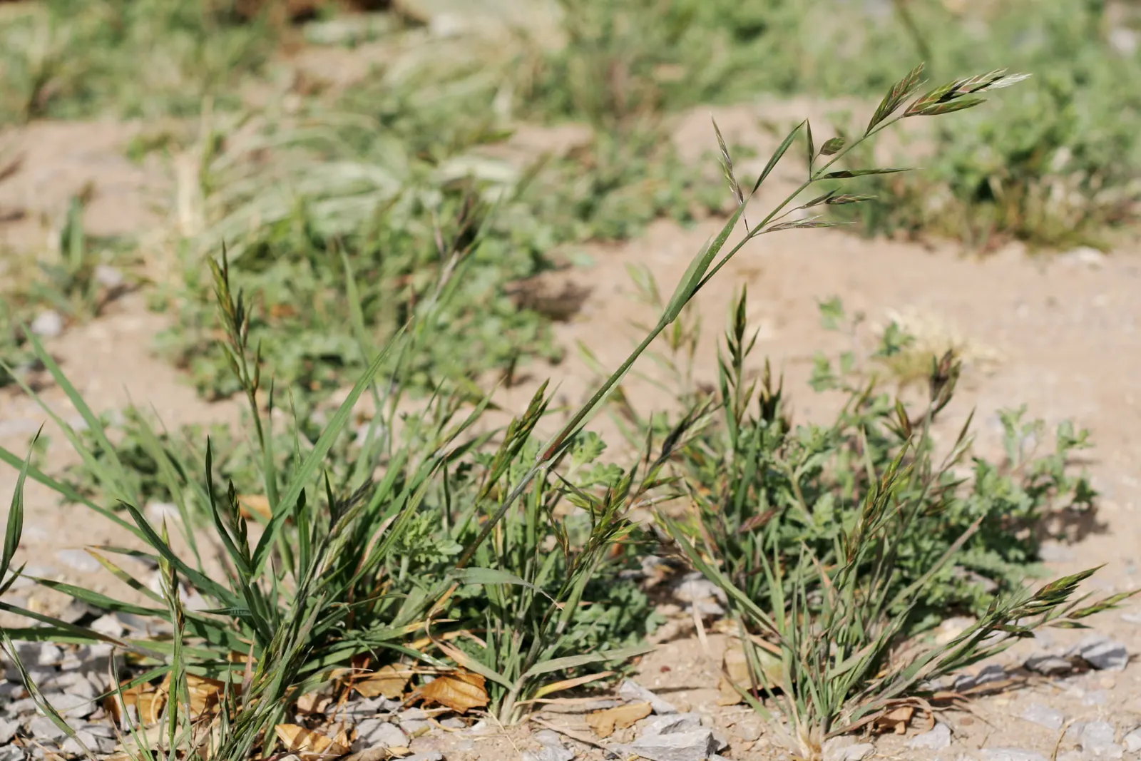 Pampas Grass (Cortaderia Selloana) — Note its invasive behavior in some regions and sharp-edged leaves requiring mindful placement; for successful growth, it