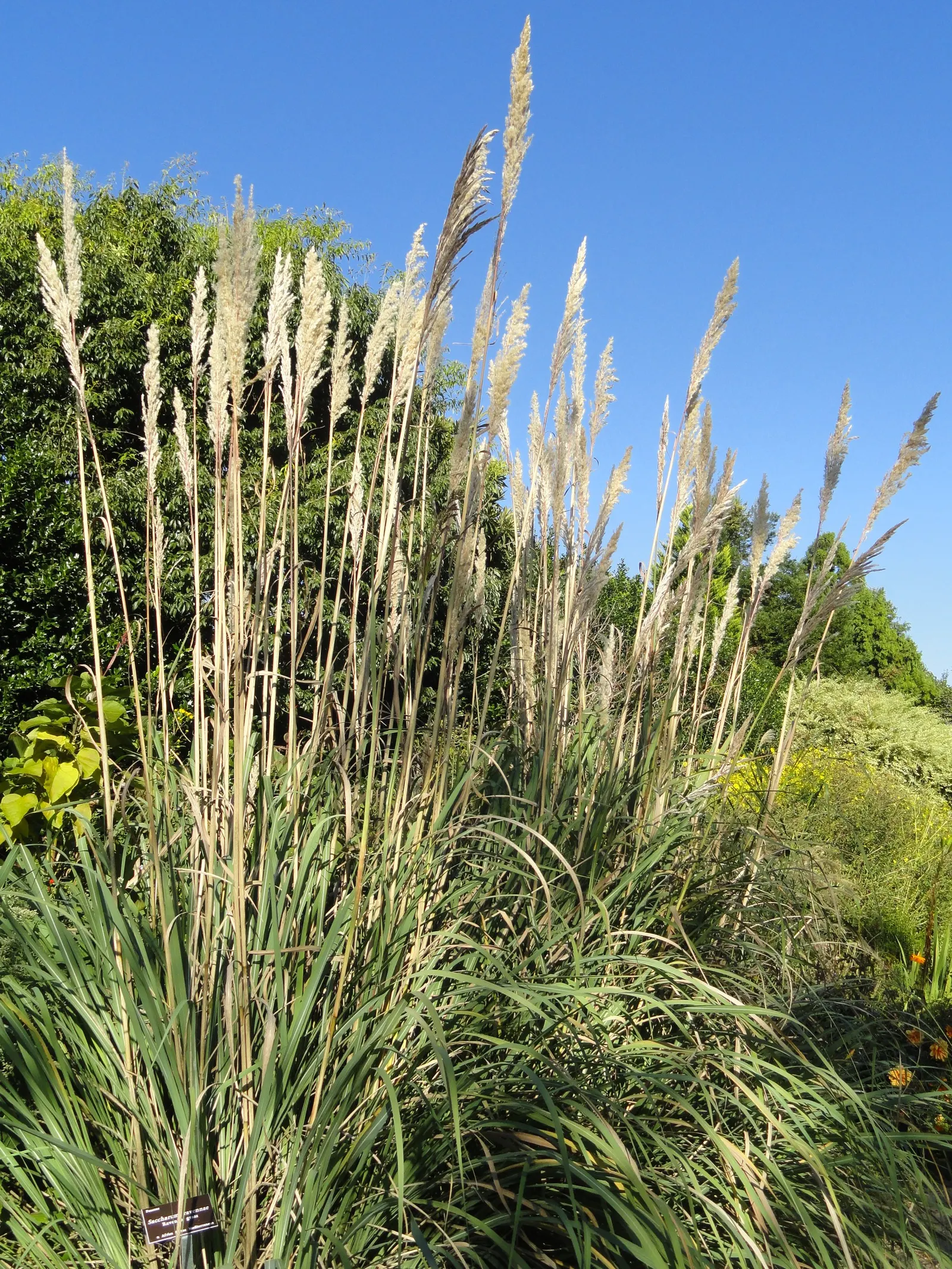 Pampas Grass (Cortaderia Selloana) — Pampas Grass is known for its show-stopping; though it is important to note that it can become invasive if not, image 82