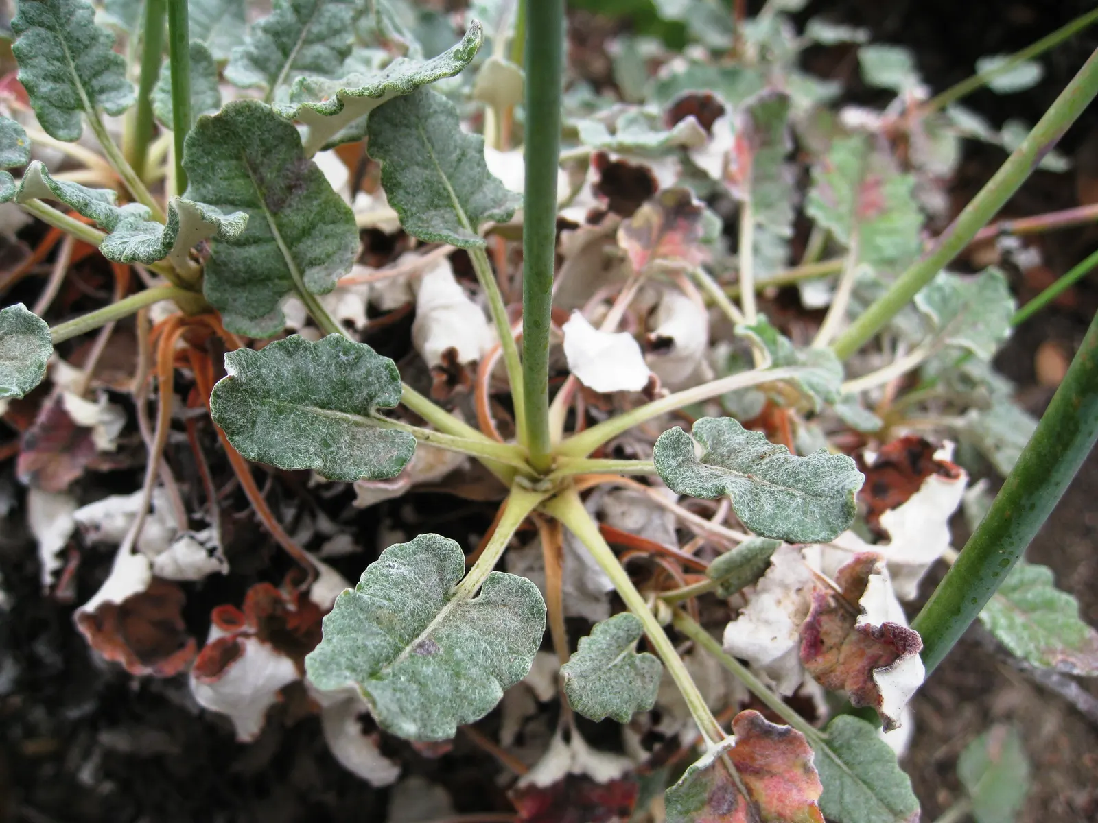 San Miguel Island Buckwheat (Eriogonum Grande V. Rubescens) — With rounded clusters of rose-red flowers blooming in summer and fall