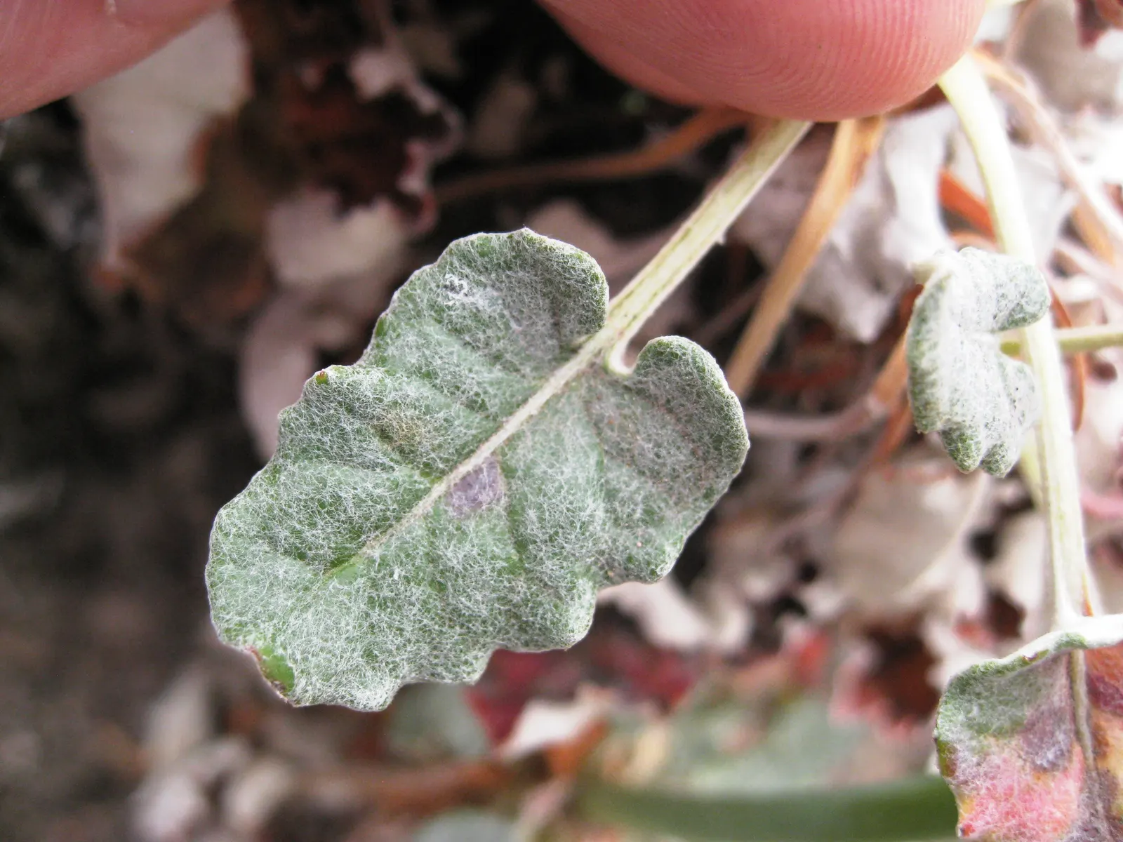 San Miguel Island Buckwheat (Eriogonum Grande V. Rubescens) — rubescens) is a perennial native to California's Channel Islands