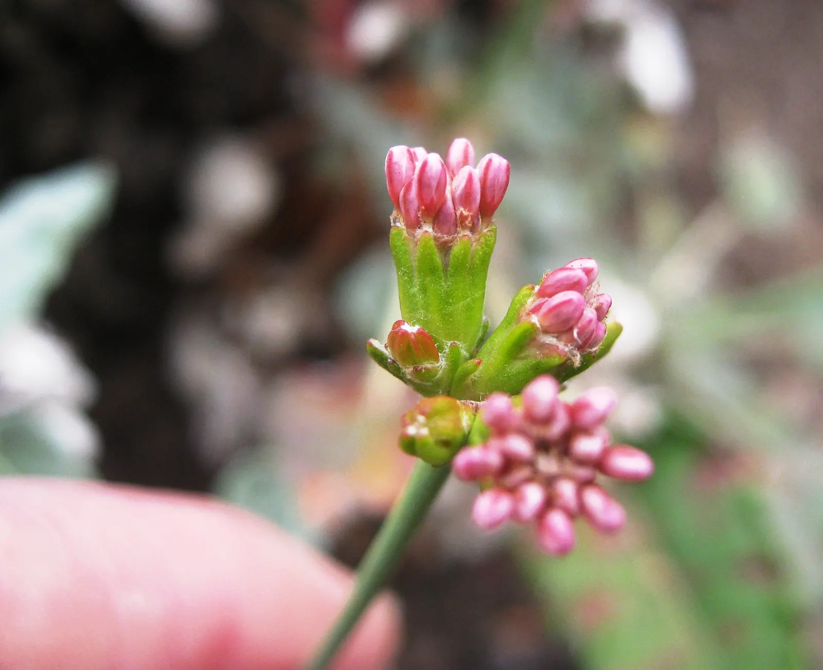 San Miguel Island Buckwheat (Eriogonum Grande V. Rubescens) — this drought-tolerant species attracts pollinators while its gray-green foliage adds year-round