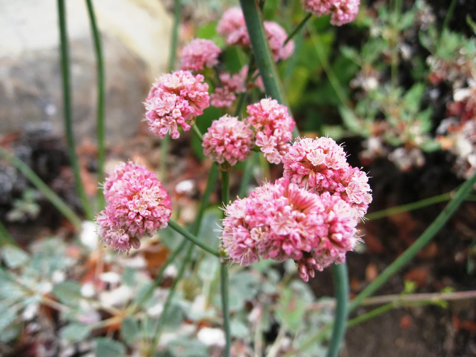 San Miguel Island Buckwheat (Eriogonum Grande V. Rubescens) — Ideal for rock gardens and coastal landscapes, it thrives in full sun and well-drained soils