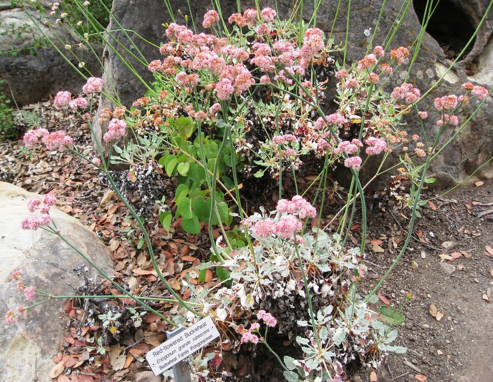 San Miguel Island Buckwheat (Eriogonum Grande V. Rubescens) — San Miguel Island Buckwheat (Eriogonum grande v