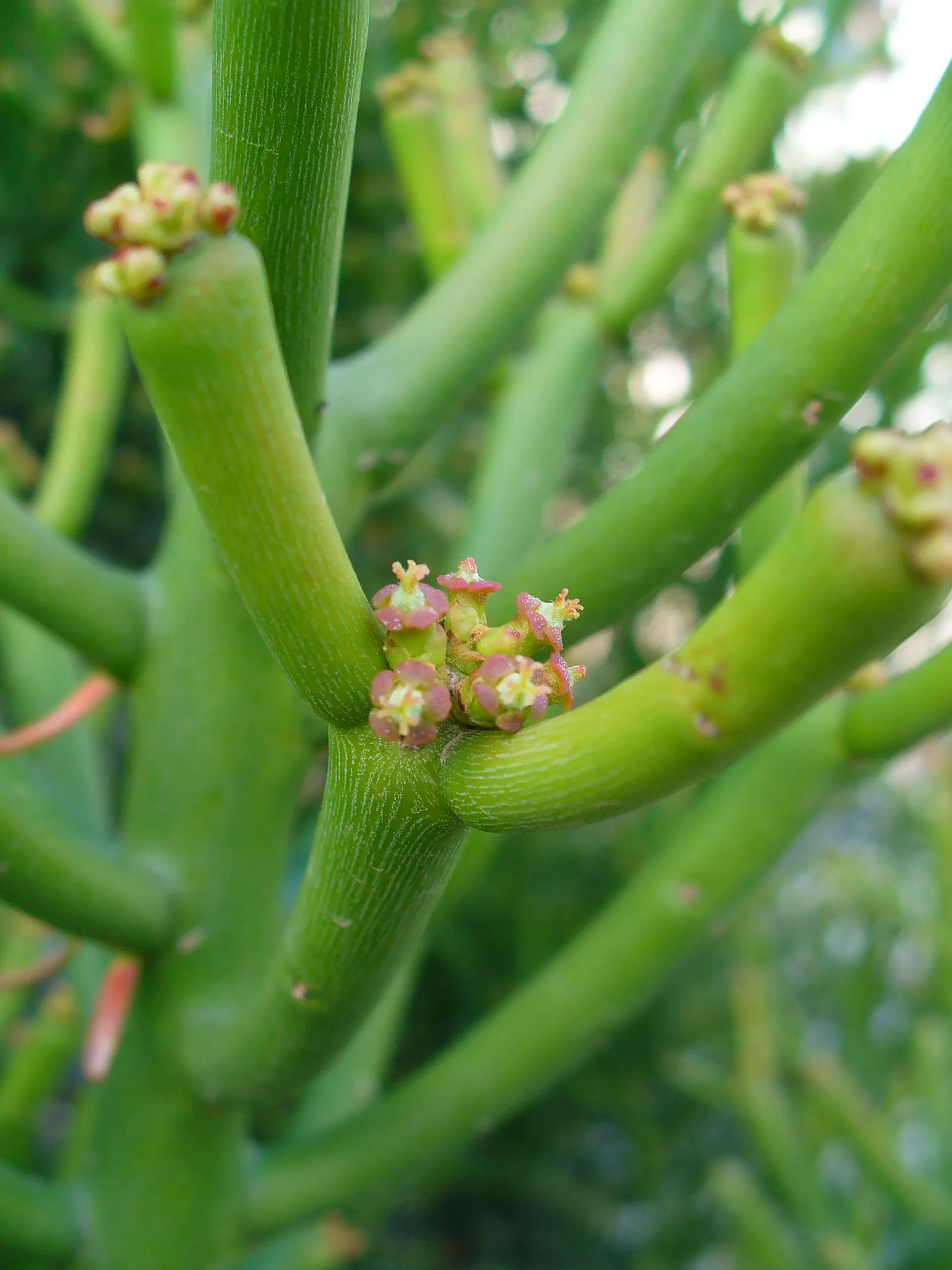 Red Pencil Tree (Euphorbia Tirucalli 'Sticks On Fire') — Its slender, pencil-like branches transition from yellow to fiery red with sun exposure