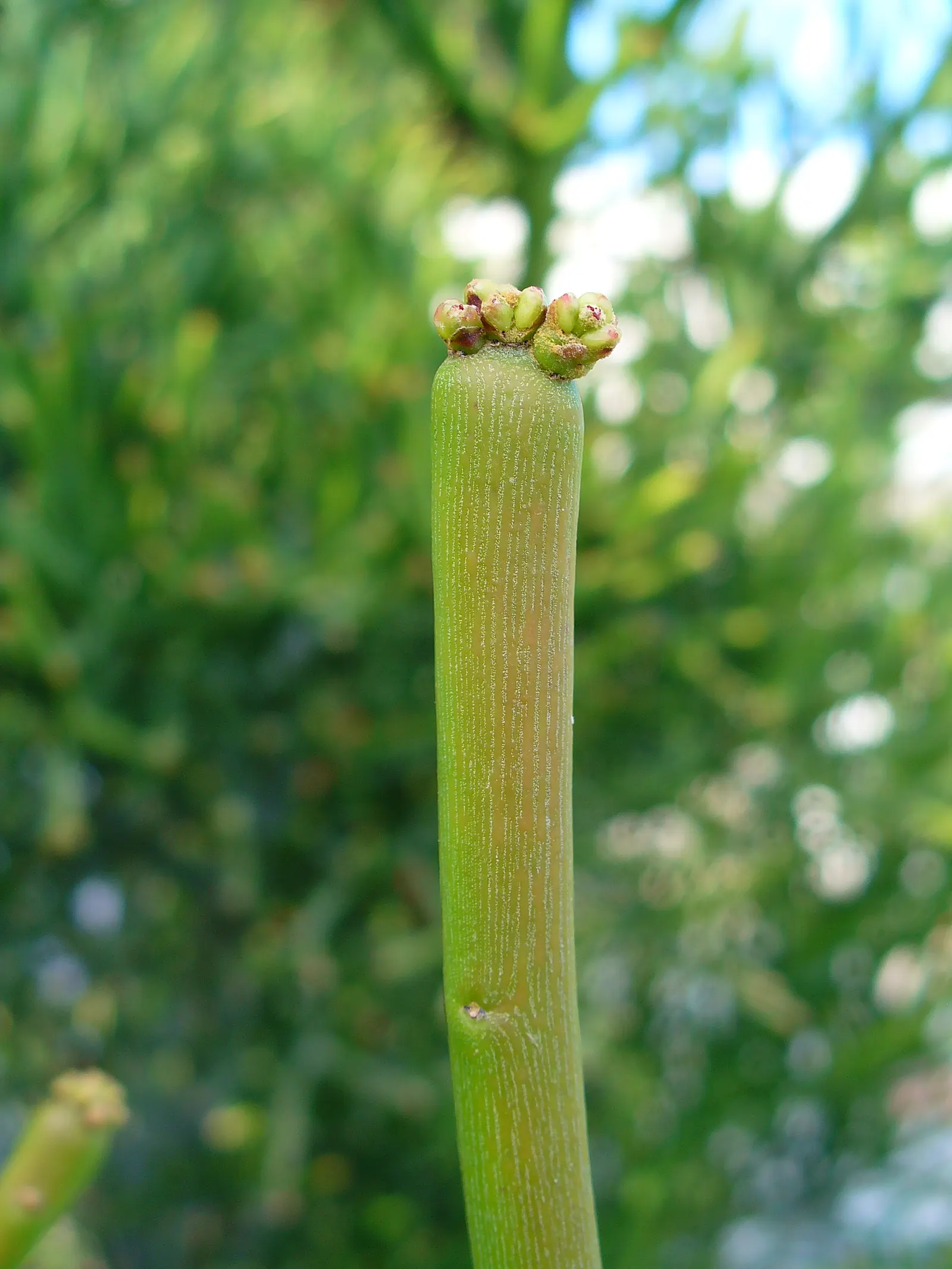 Red Pencil Tree (Euphorbia Tirucalli 'Sticks On Fire') — Euphorbia tirucalli 'Sticks on Fire', commonly known as the Red Pencil Tree, is a vibrant succulent