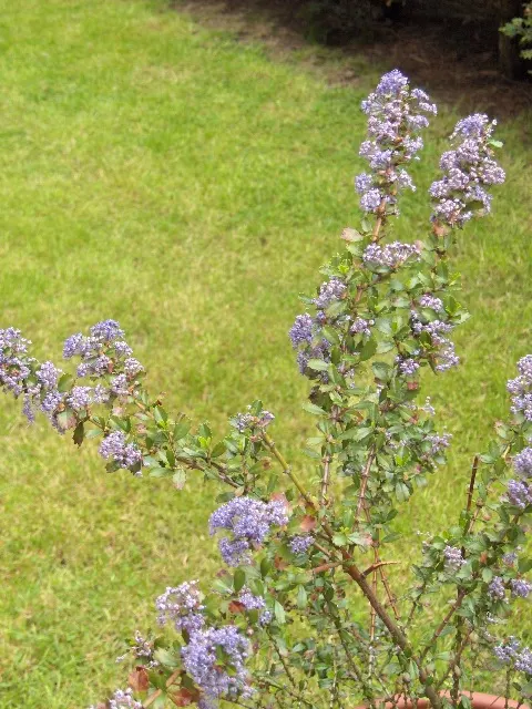 Blue Jeans California Lilac (Ceanothus 'Blue Jeans') — The Blue Jeans California Lilac (Ceanothus 'Blue Jeans') is a hardy