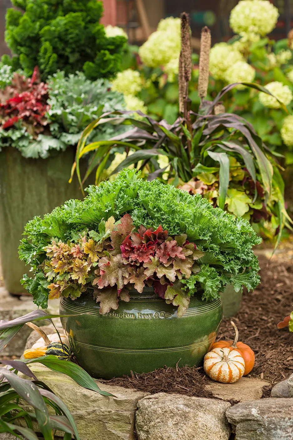 'Black Pearl' Coral Bells (Heuchera hybrid) — information and resources