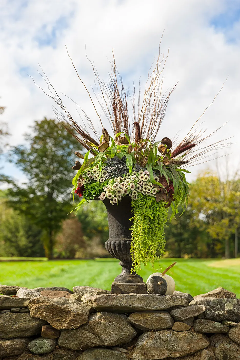 'Black Pearl' Coral Bells (Heuchera hybrid) — Topped with white flowers with pink calyxes., Thrives in part shade but will grow in sun or shade; forms an
