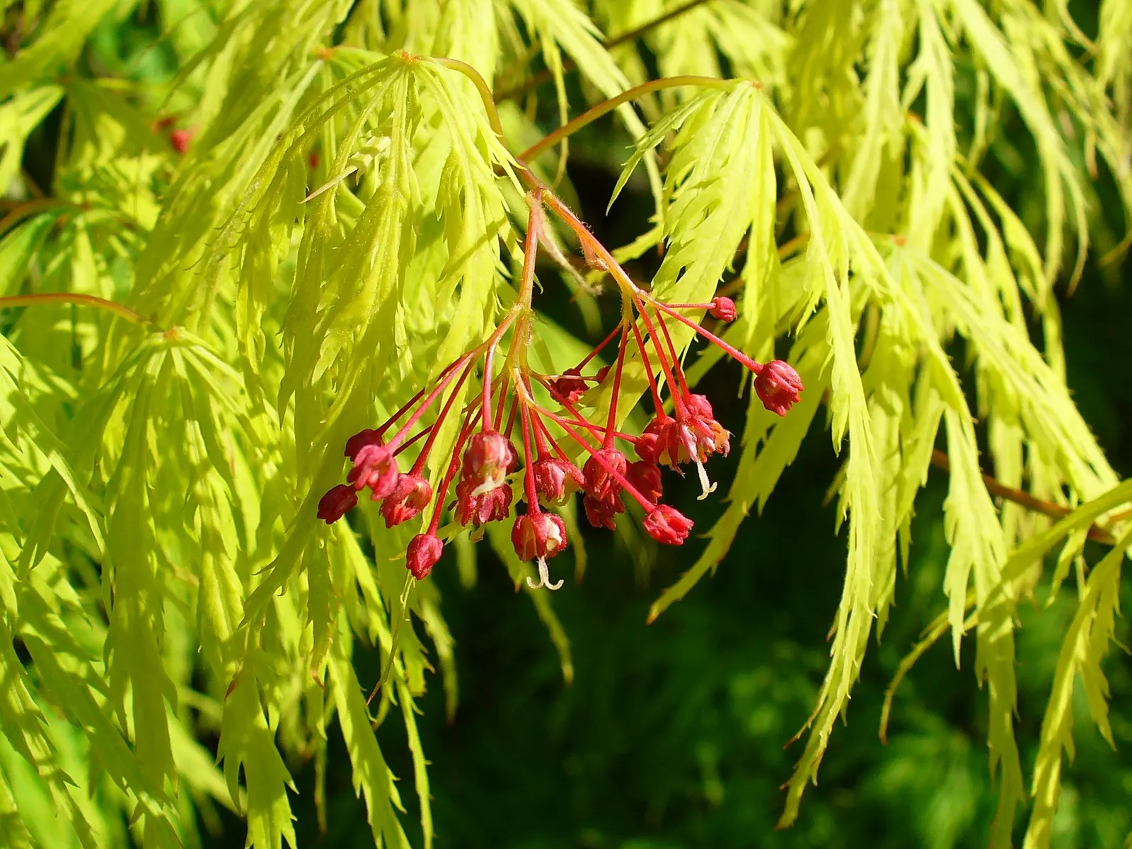 Japanese Maple (Acer Palmatum) — Moderate growth rate suggests minimal pruning; picturesque in quiet woodland settings or as a garden centerpiece
