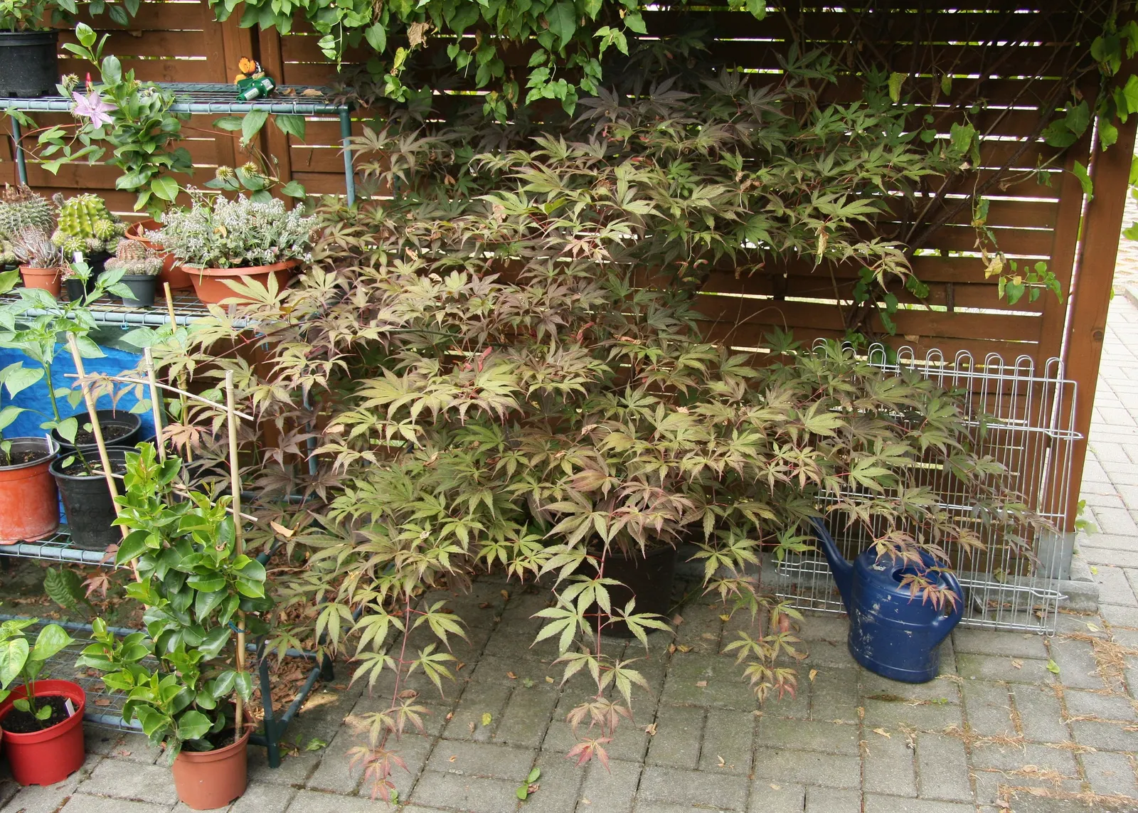 Japanese Maple (Acer Palmatum) — Acer palmatum, known as Japanese Maple, is valued for its graceful habit, autumn hues, and fine-cut leaves; zones 5-8 optimize
