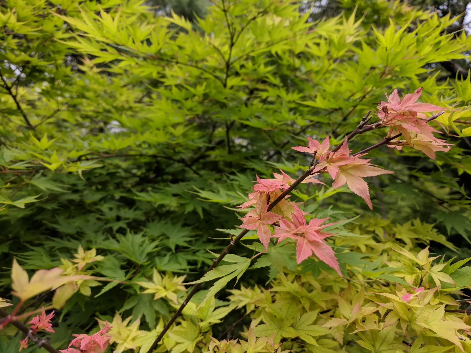 Japanese Maple (Acer Palmatum) — Moderate growth rate suggests minimal pruning