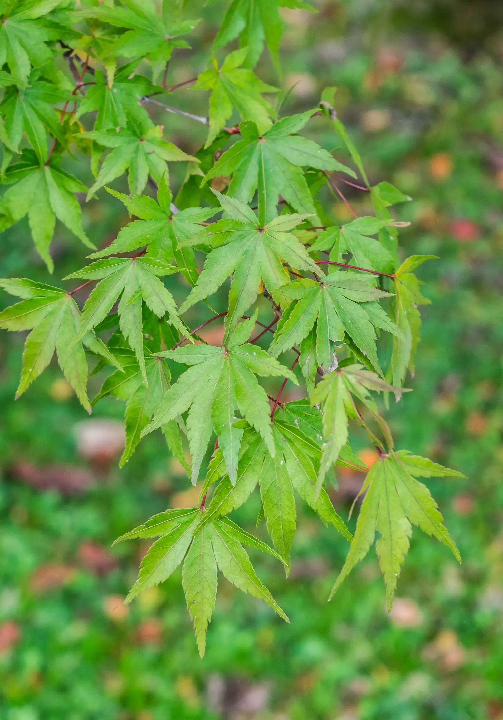 Japanese Maple (Acer Palmatum) — which are deeply lobed and palmate