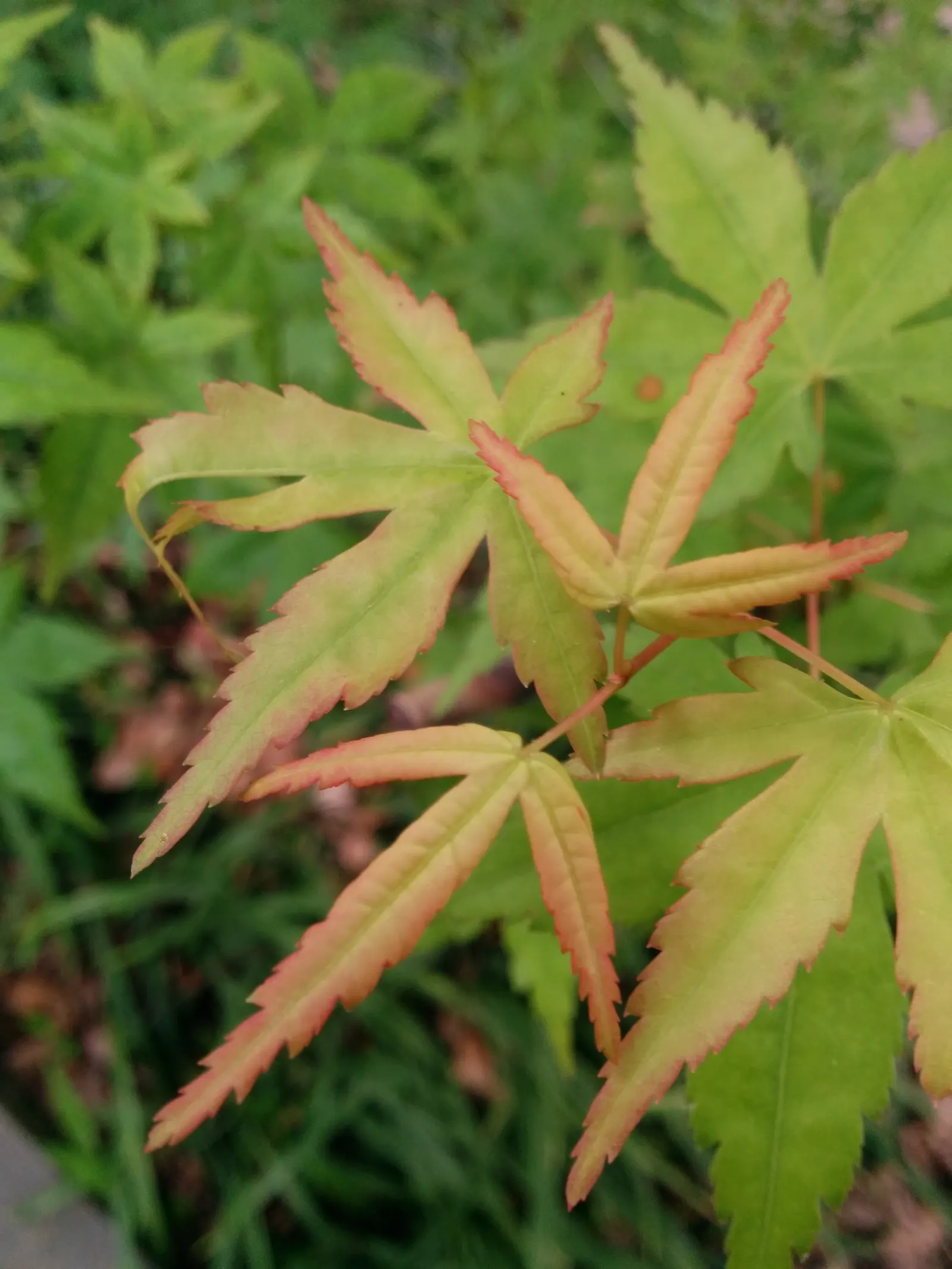 Japanese Maple (Acer Palmatum) — Mature specimens reach 10-25 feet high with a similar spread