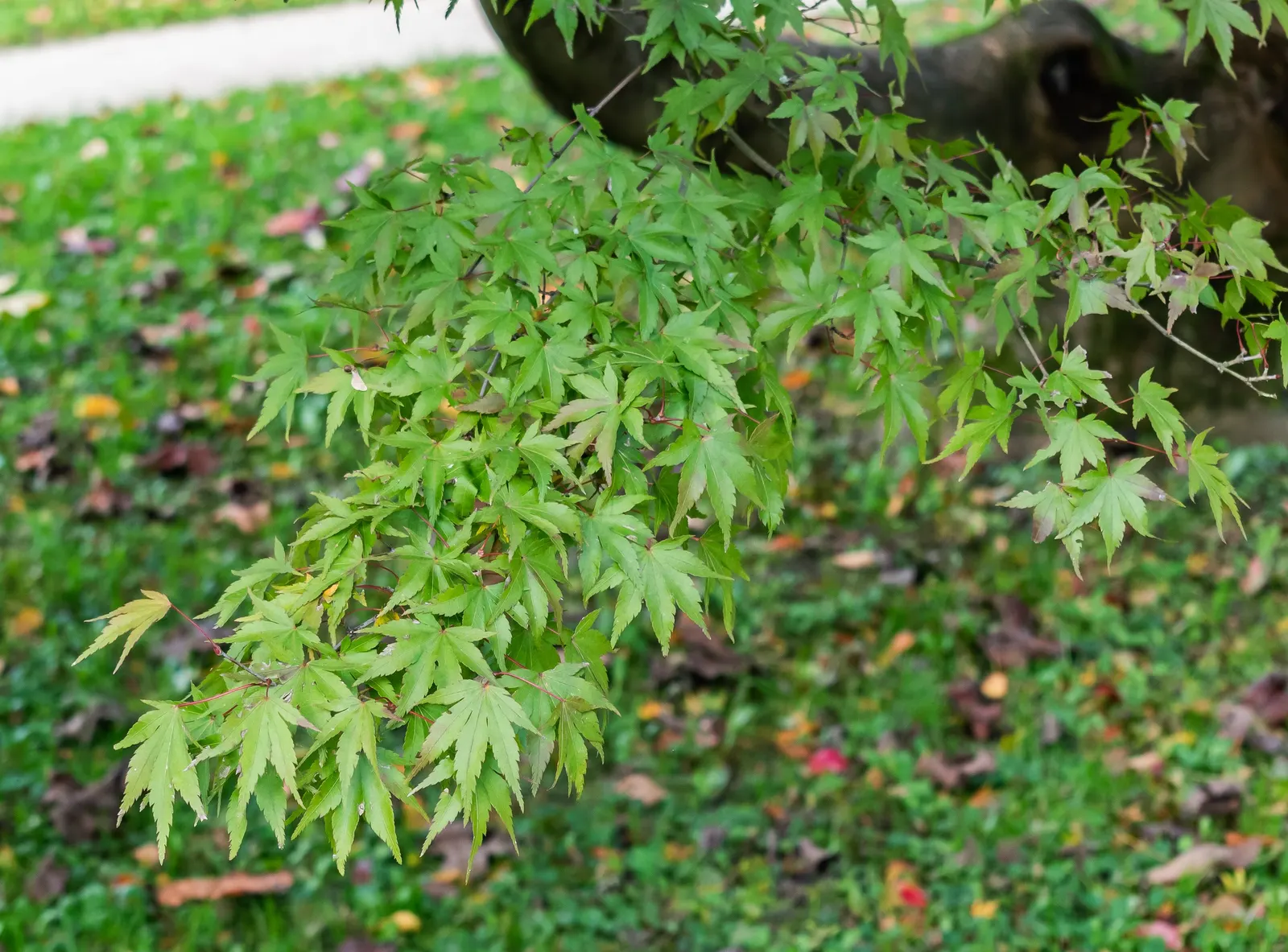 Japanese Maple (Acer Palmatum) — often extending out beyond its canopy