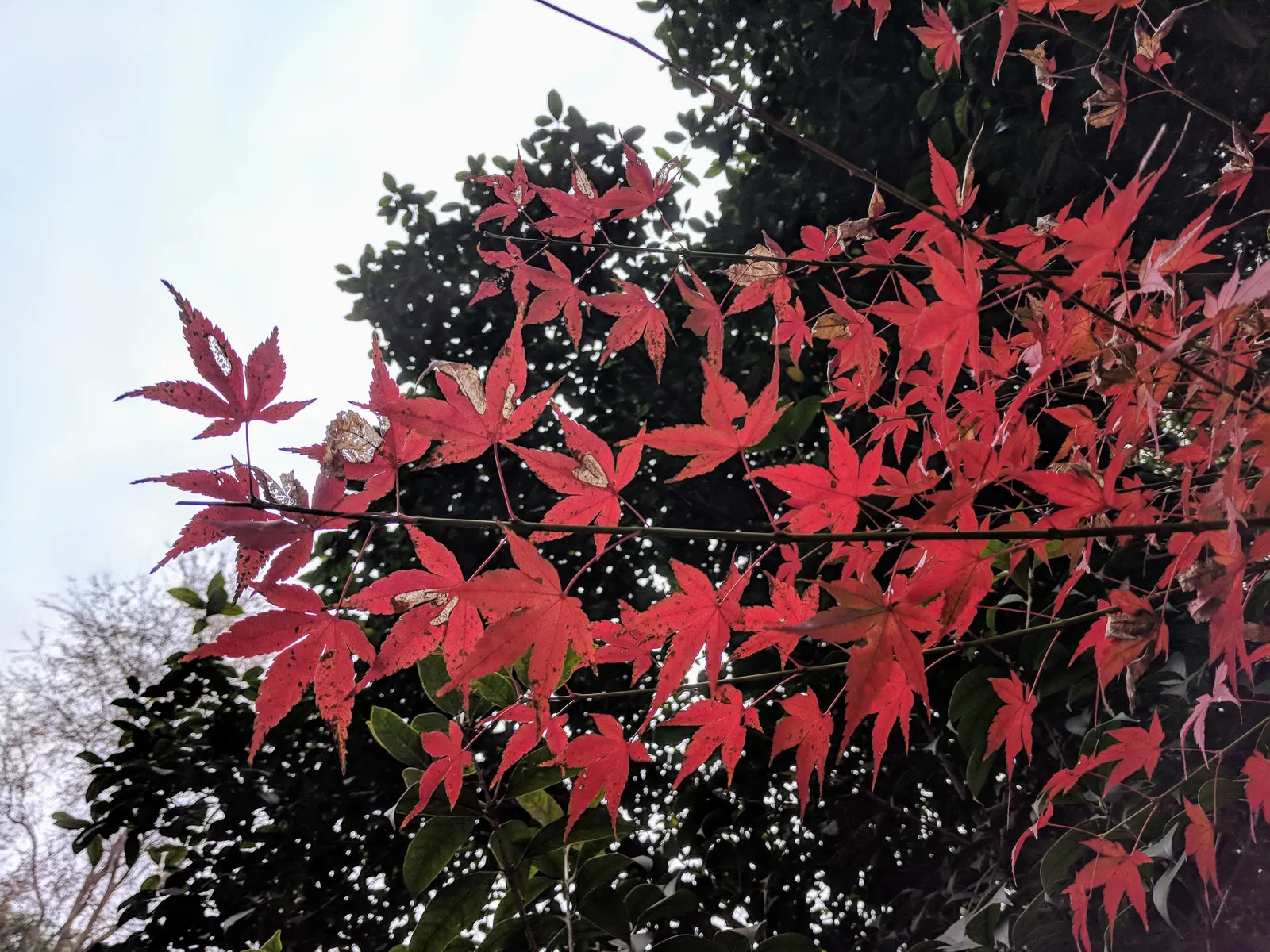 Japanese Maple (Acer Palmatum) — However, in hotter regions, it benefits from afternoon shade to prevent leaf scorch