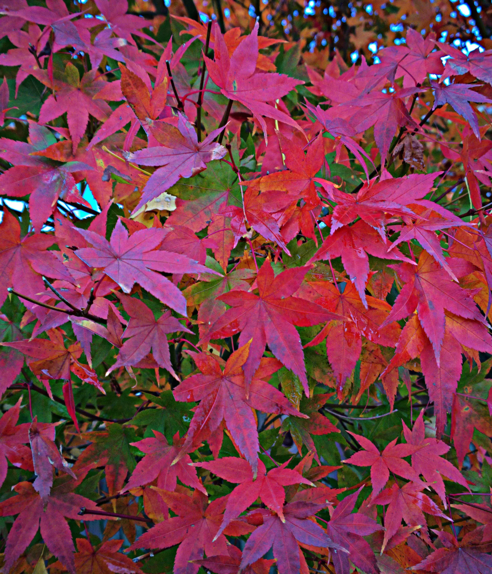 Japanese Maple (Acer Palmatum) — Zones 5-8 optimize growth, with cold-hardiness of 20&deg;F to -5&deg;F