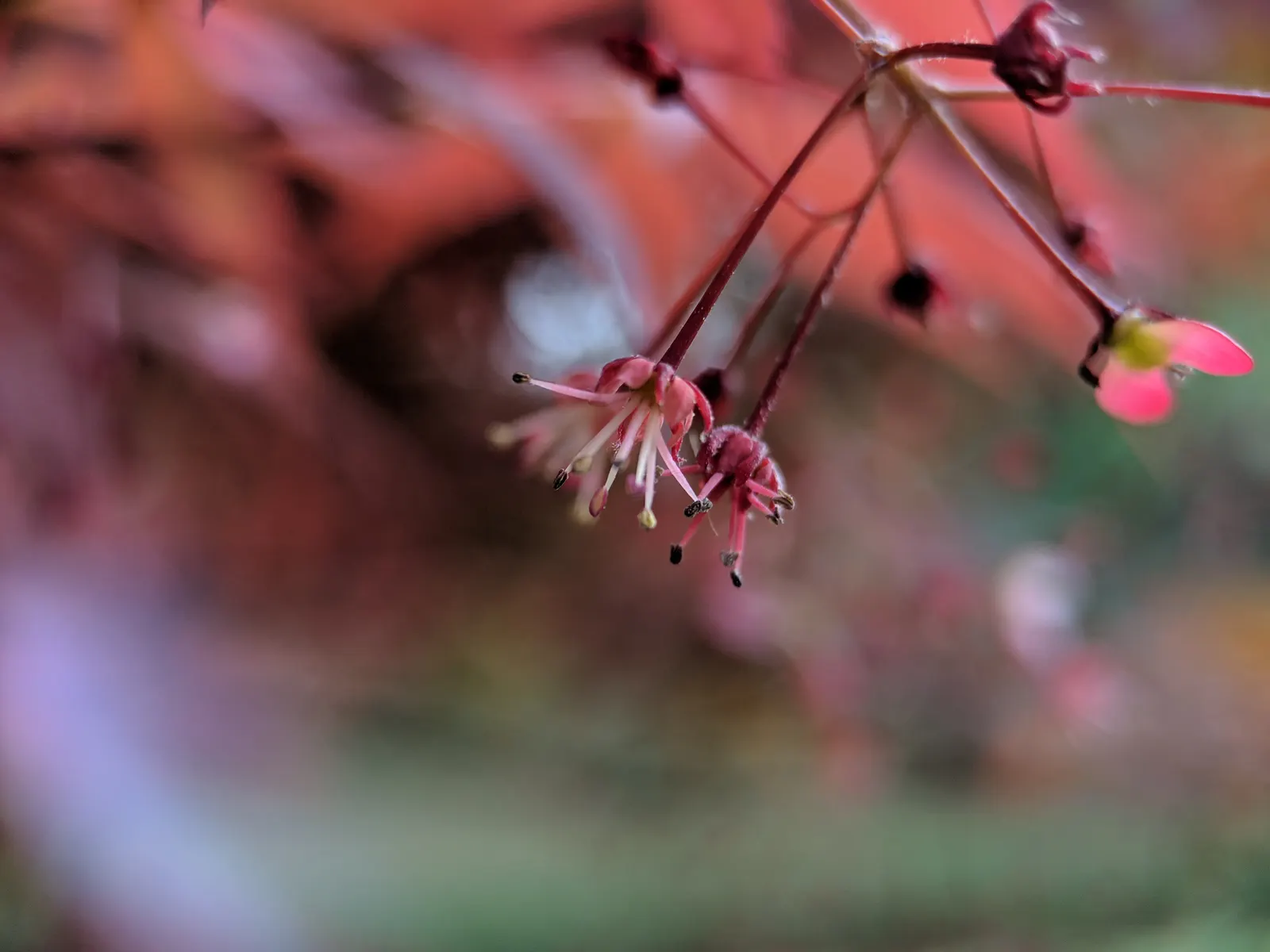 Japanese Maple (Acer Palmatum) — deciduous tree that offers a spectacular seasonal show in any garden