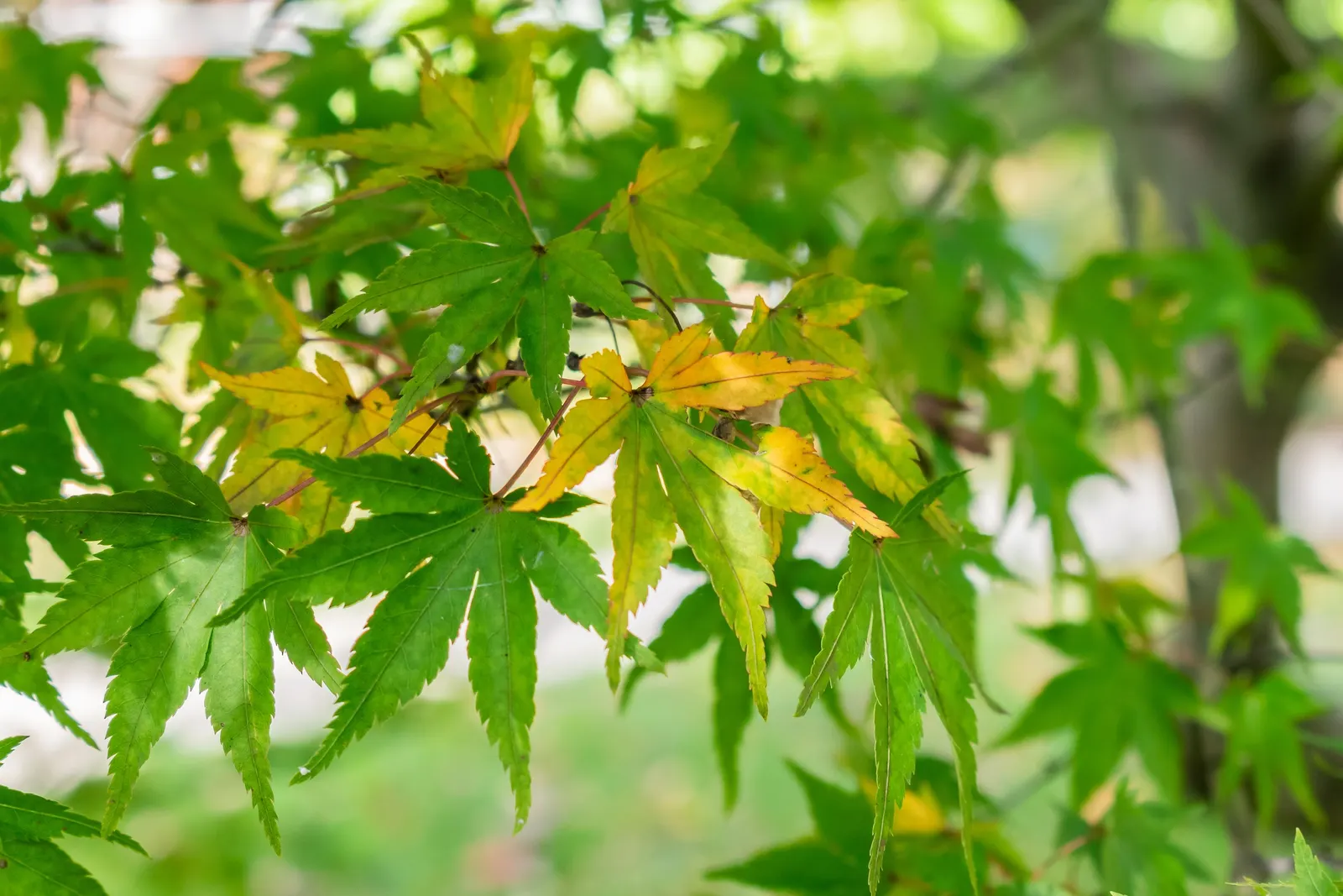 Japanese Maple (Acer Palmatum) — the Japanese Maple will require at least 6 feet of clear space from other large trees or structures