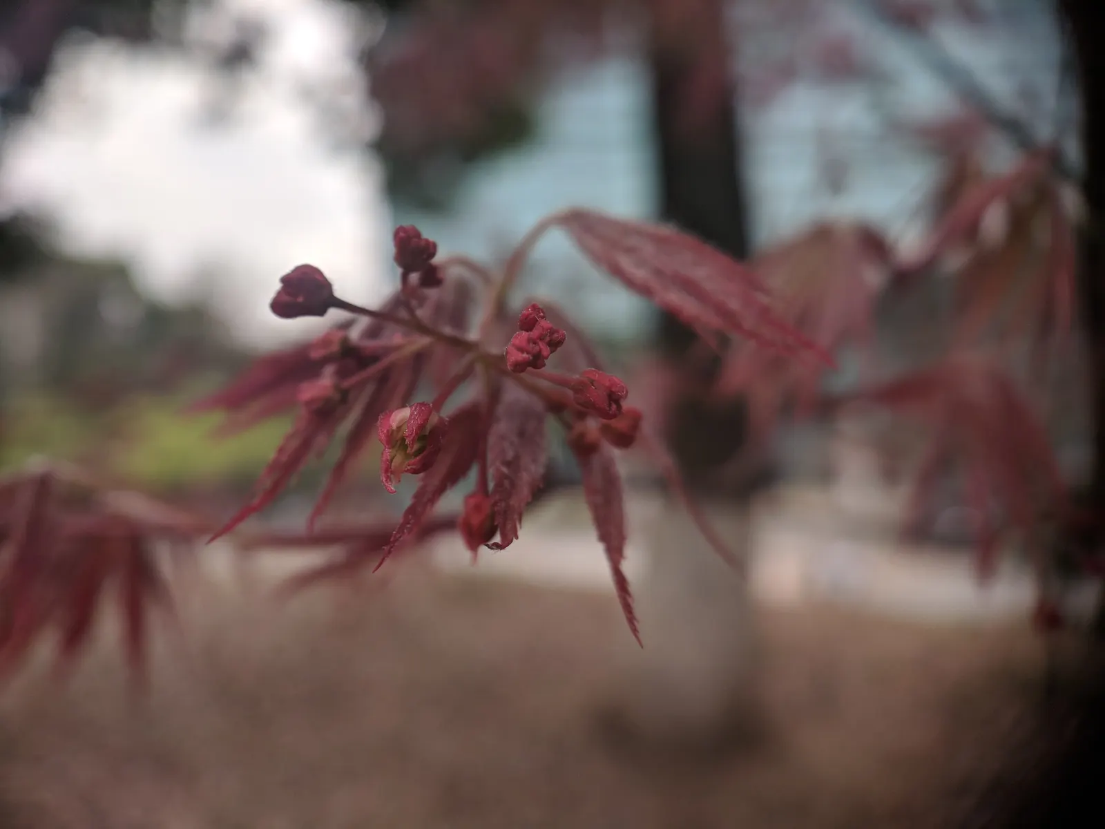 Japanese Maple (Acer Palmatum) — Regular watering during dry periods will help maintain its health and beauty