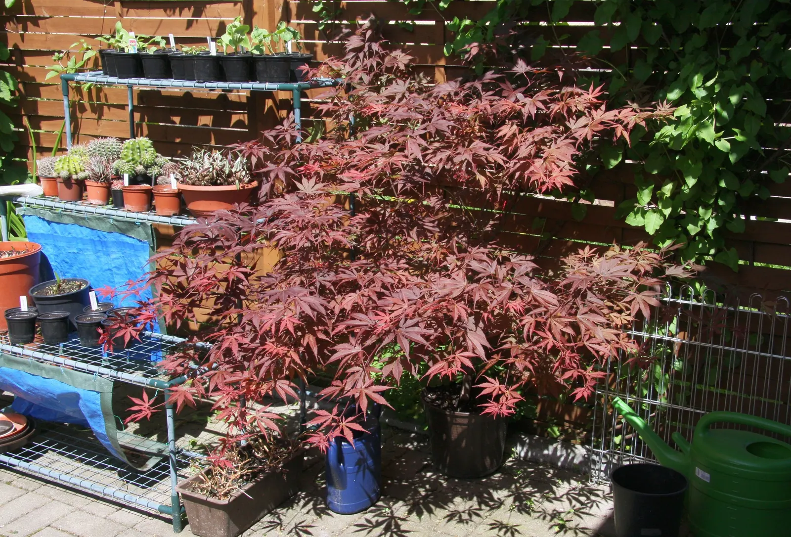 Japanese Maple (Acer Palmatum) — this specimen offers striking focal interest or soft background contrast; preferring well-draining soil and partial to full