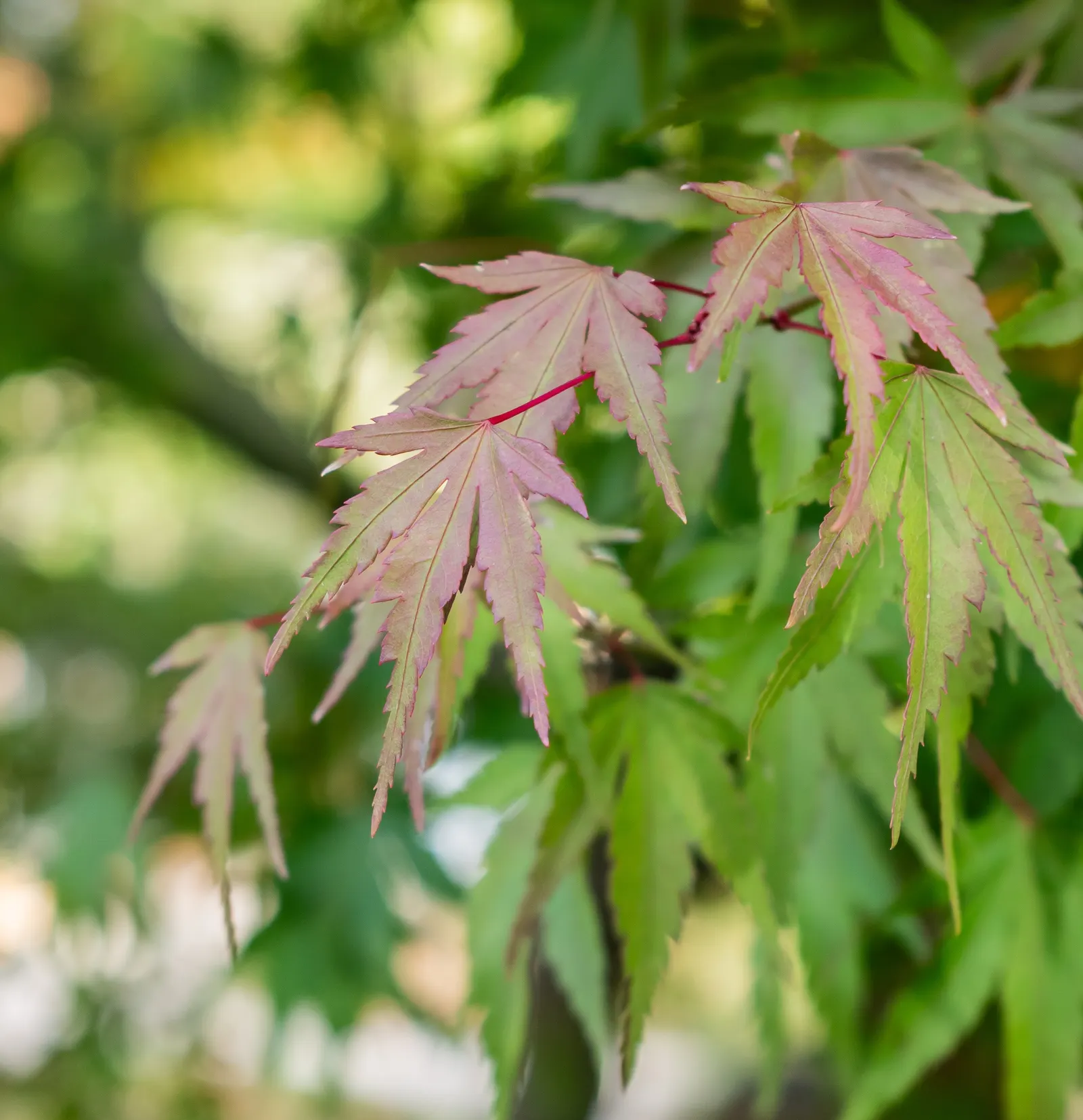 Japanese Maple (Acer Palmatum) — tree for full or half or shade