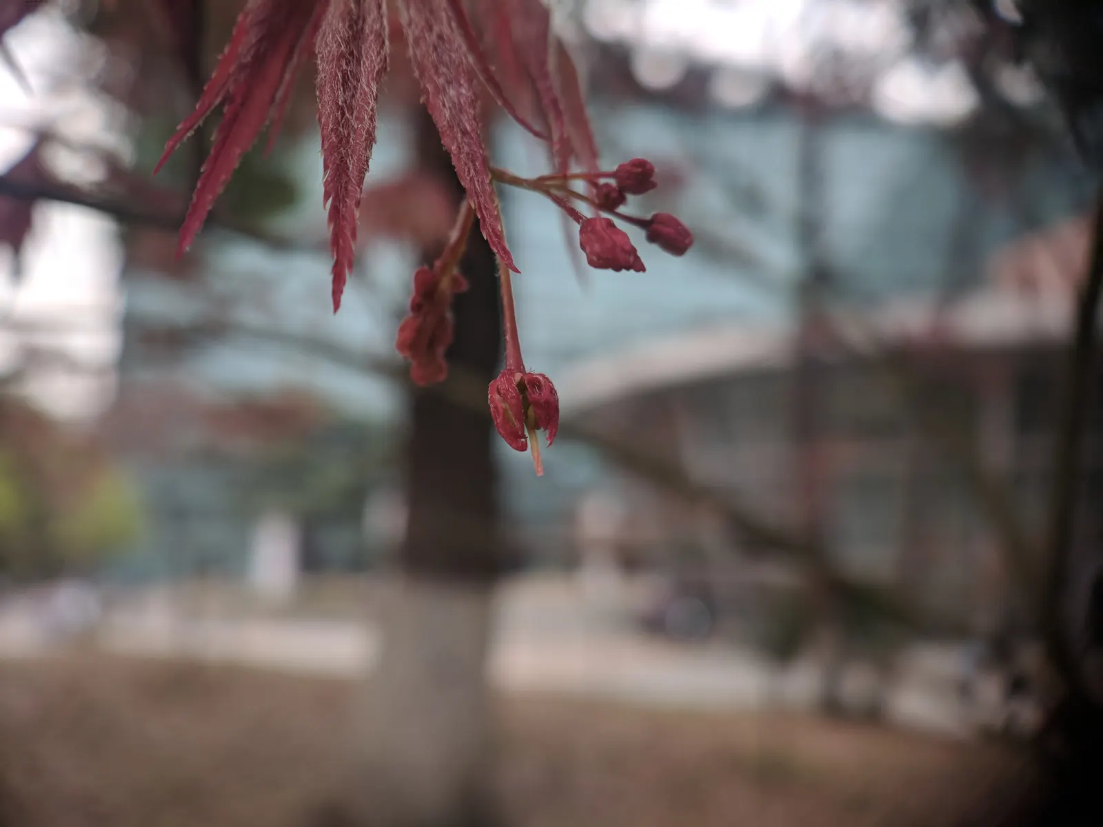 Japanese Maple (Acer Palmatum) — depending on the cultivar