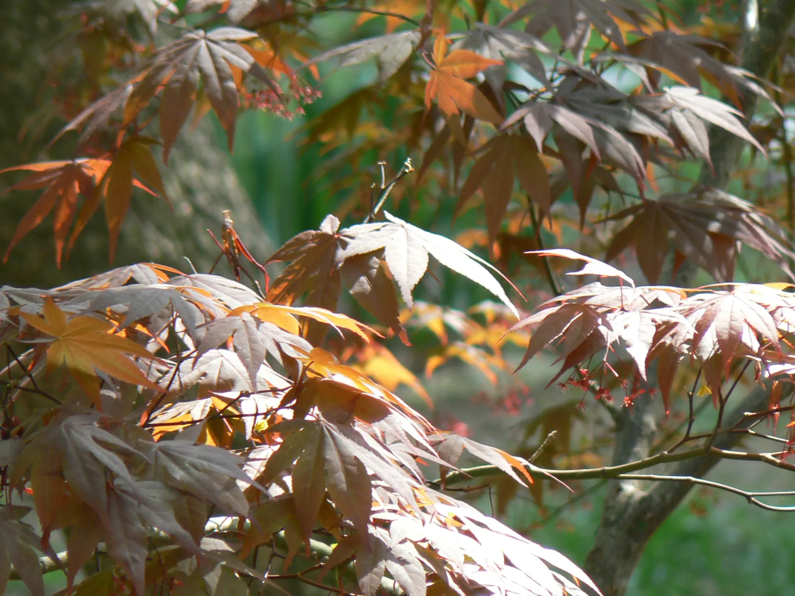 Japanese Maple (Acer Palmatum) — ensuring it'll have ample room for growth and proper airflow