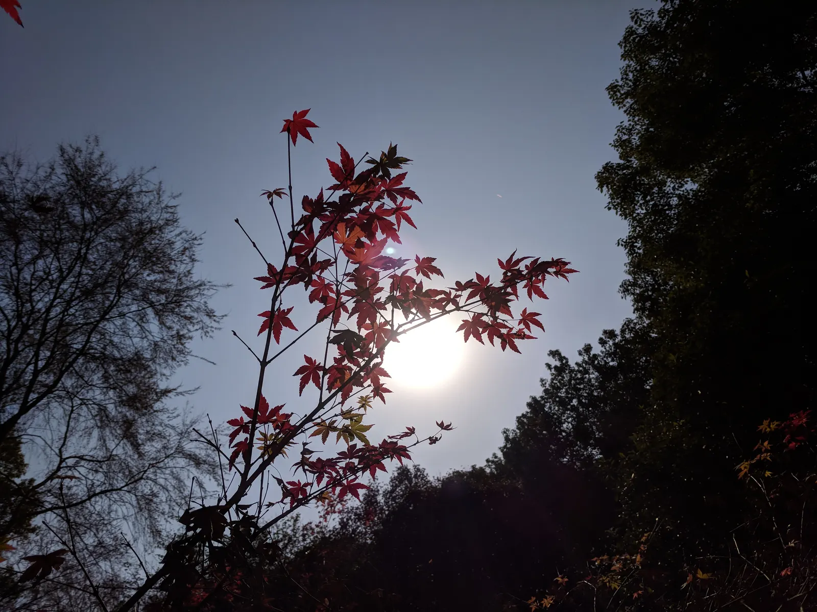 Japanese Maple (Acer Palmatum) — or yellow.<br><br>This tree thrives in USDA zones 5 through 8