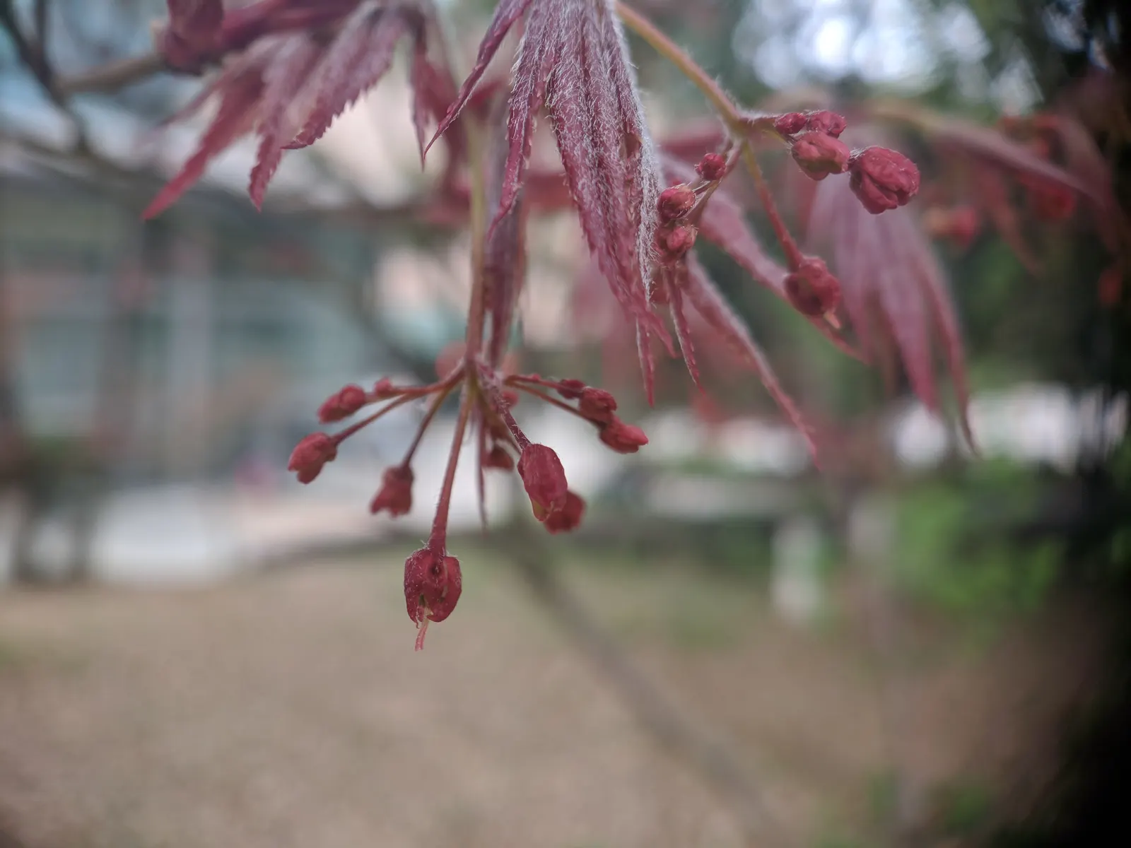 Japanese Maple (Acer Palmatum) — It typically grows to a height of 15 to 25 feet with a spread of equal proportion