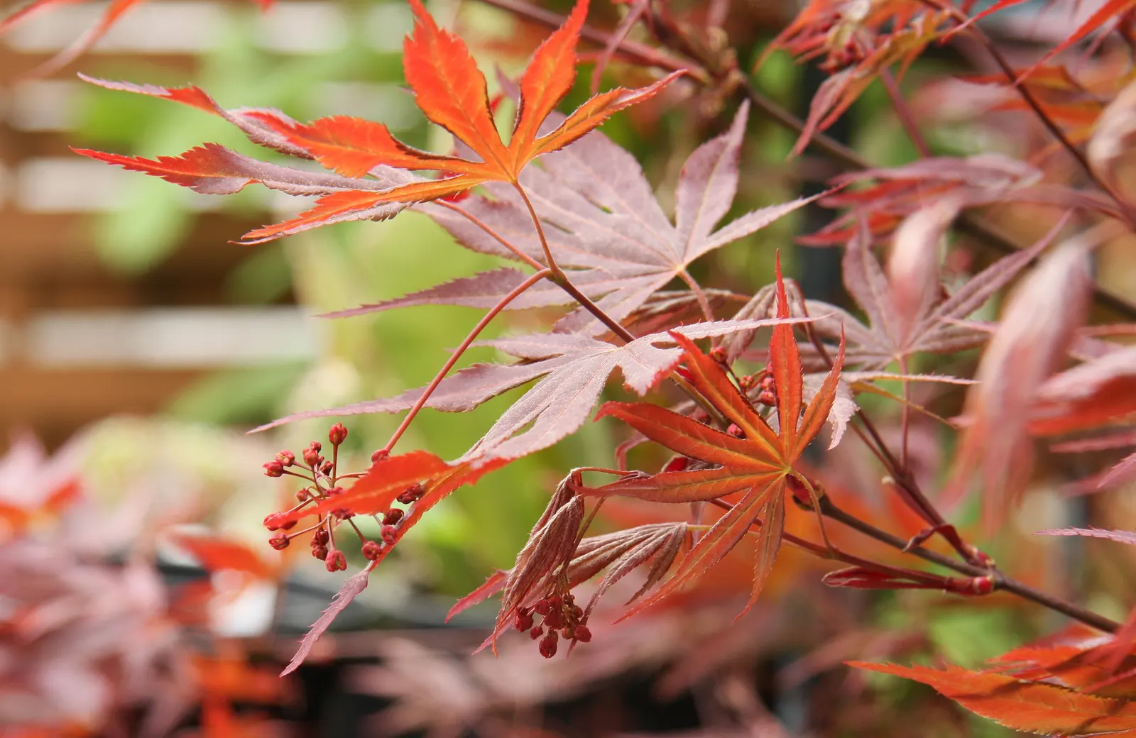Japanese Maple (Acer Palmatum) — it increases in stature roughly 1 to 2 feet per year