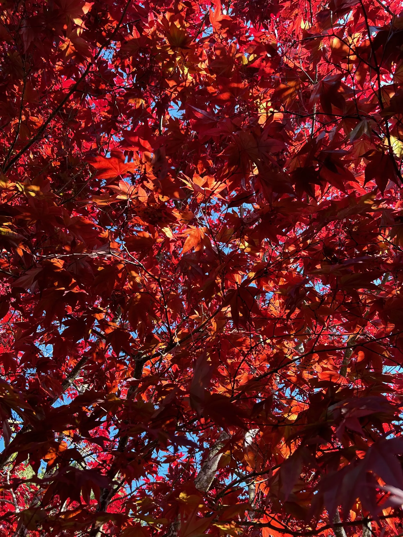 Japanese Maple (Acer Palmatum) — Mature specimens reach 10-25 feet high with a similar spread; a slow to moderate grower