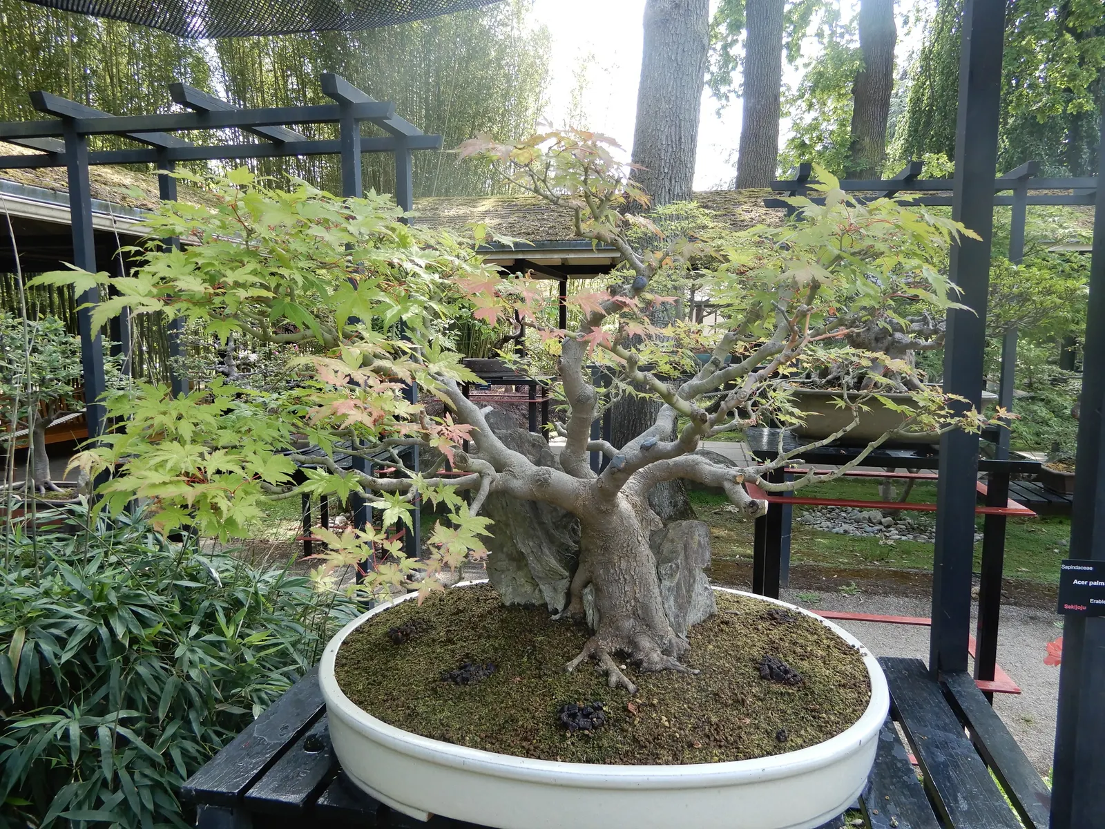Japanese Maple (Acer Palmatum) — Acer palmatum, known as Japanese Maple, is valued for its graceful habit, autumn hues, and fine-cut leaves